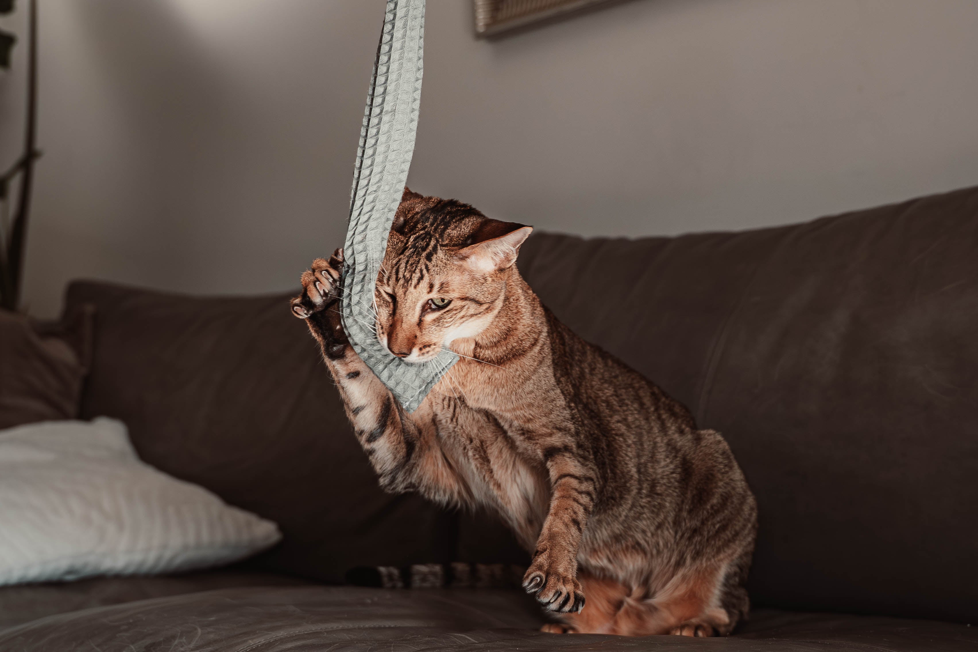 Comeback-Preis: crinky kinky - Knisterrolle mit Catnip (neuer Stoff)
