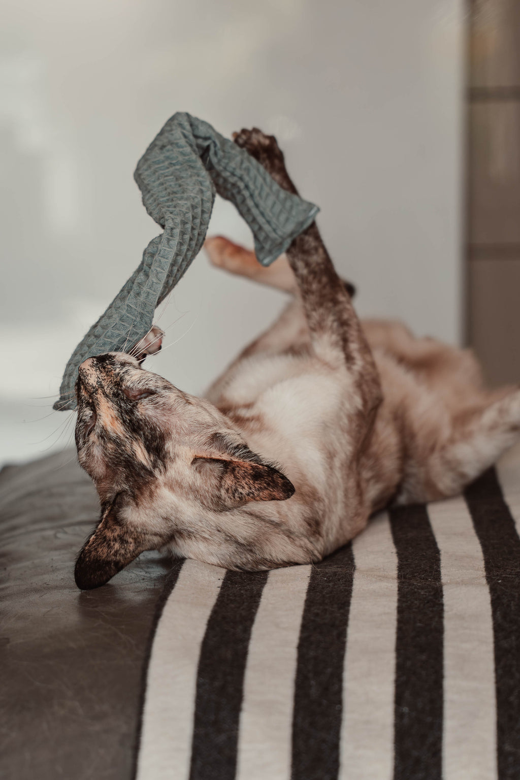 Comeback-Preis: crinky kinky - Knisterrolle mit Catnip (neuer Stoff)