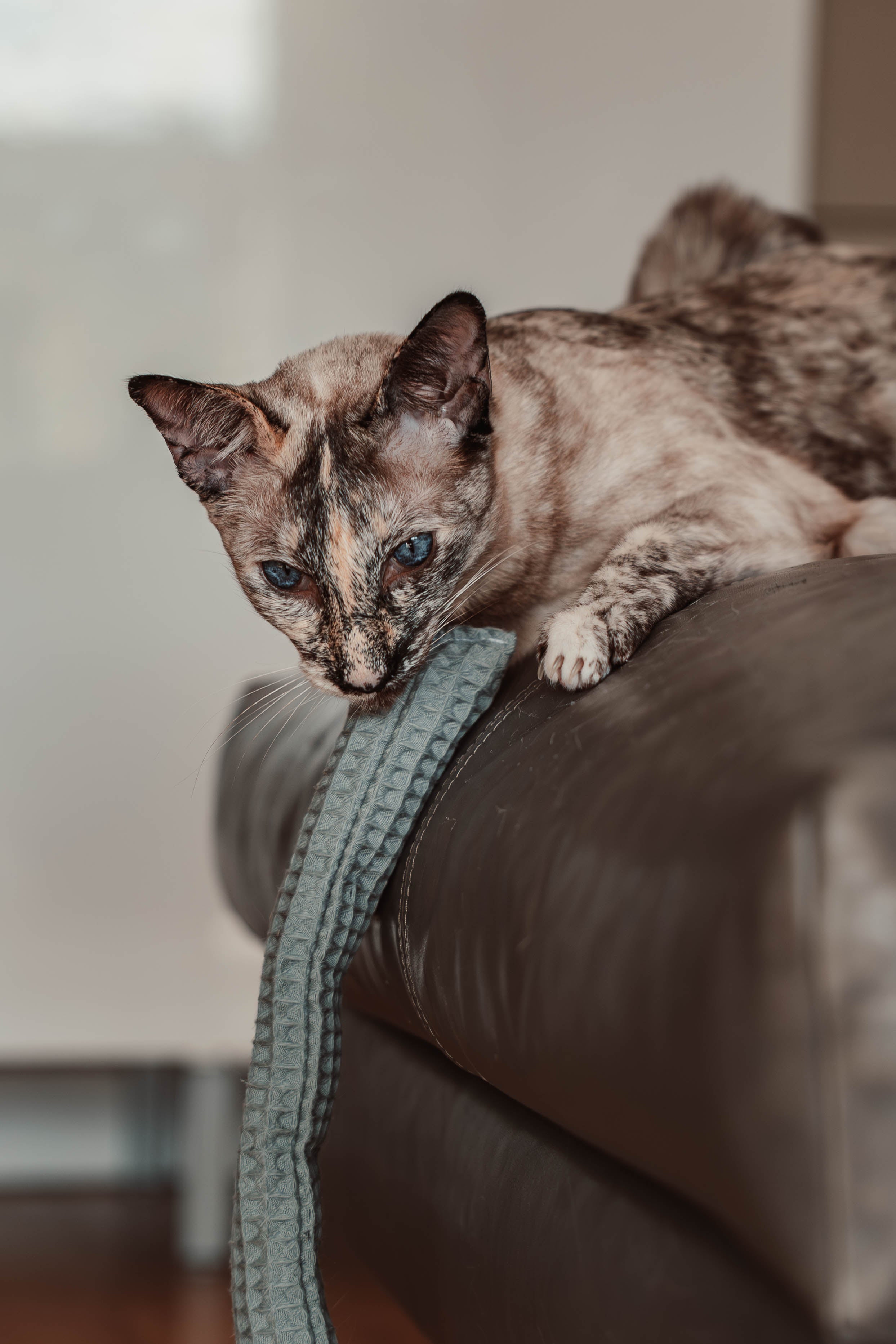 Comeback-Preis: crinky kinky - Knisterrolle mit Catnip (neuer Stoff)