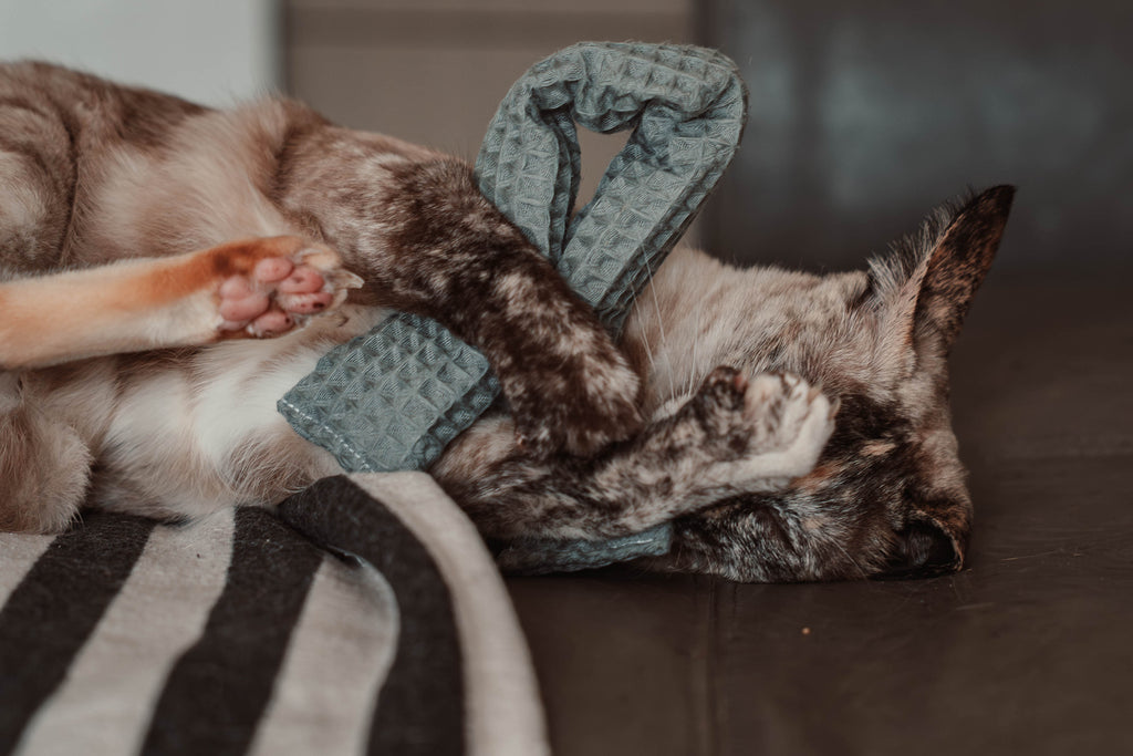 Comeback-Preis: crinky kinky - Knisterrolle mit Catnip (neuer Stoff)