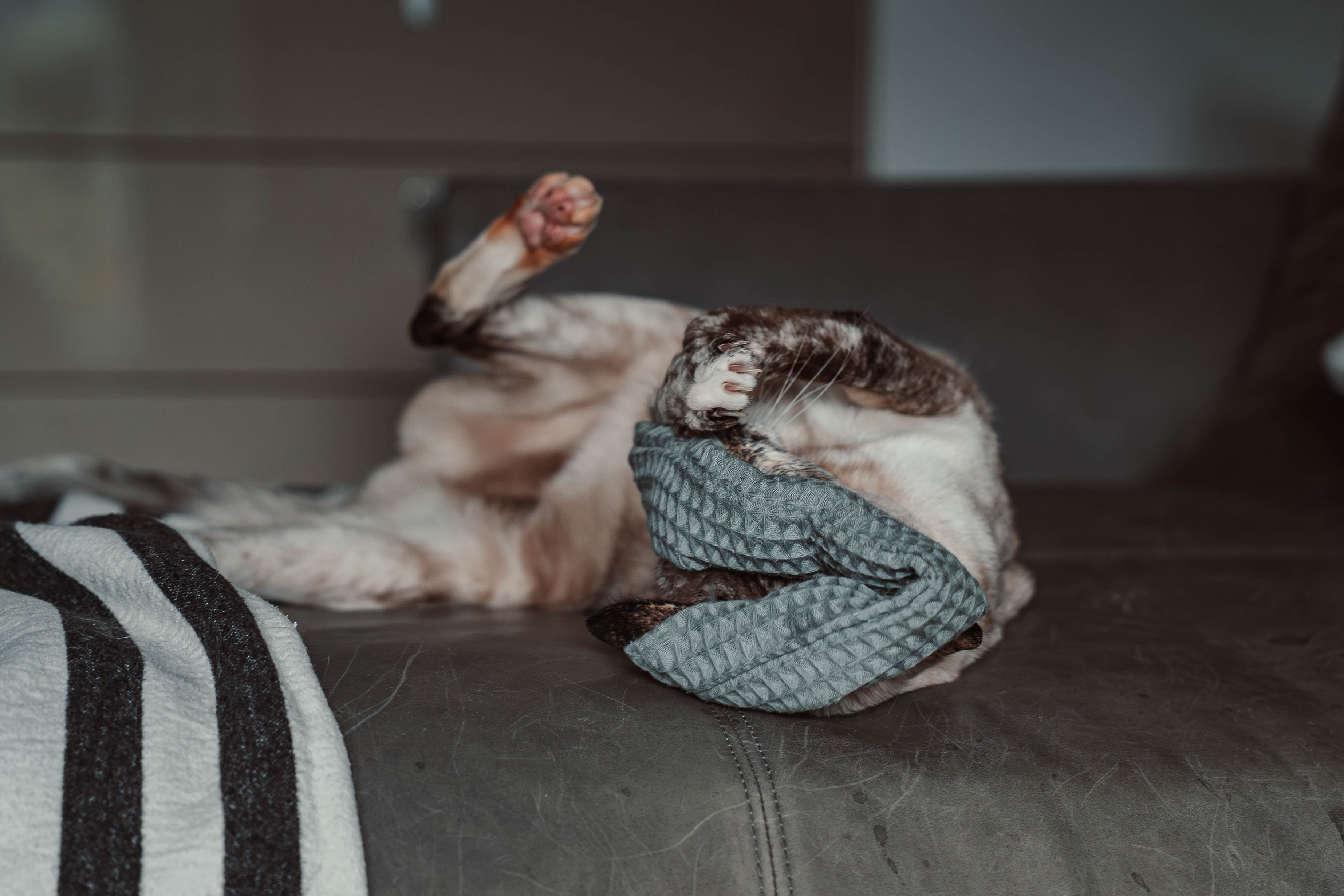 Comeback-Preis: crinky kinky - Knisterrolle mit Catnip (neuer Stoff)