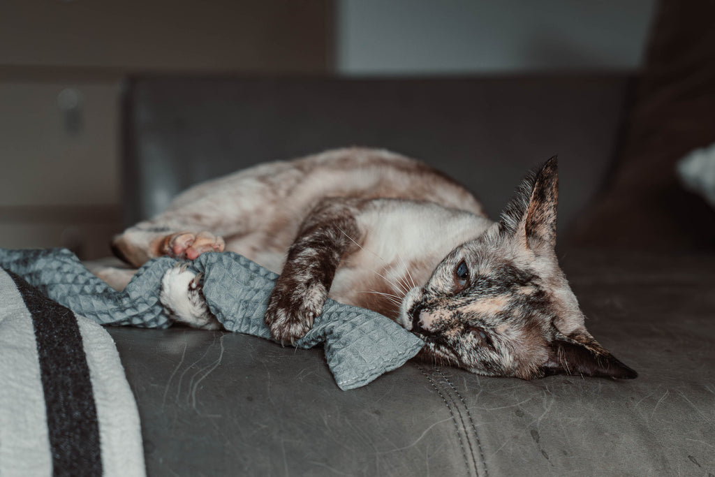 Comeback-Preis: crinky kinky - Knisterrolle mit Catnip (neuer Stoff)