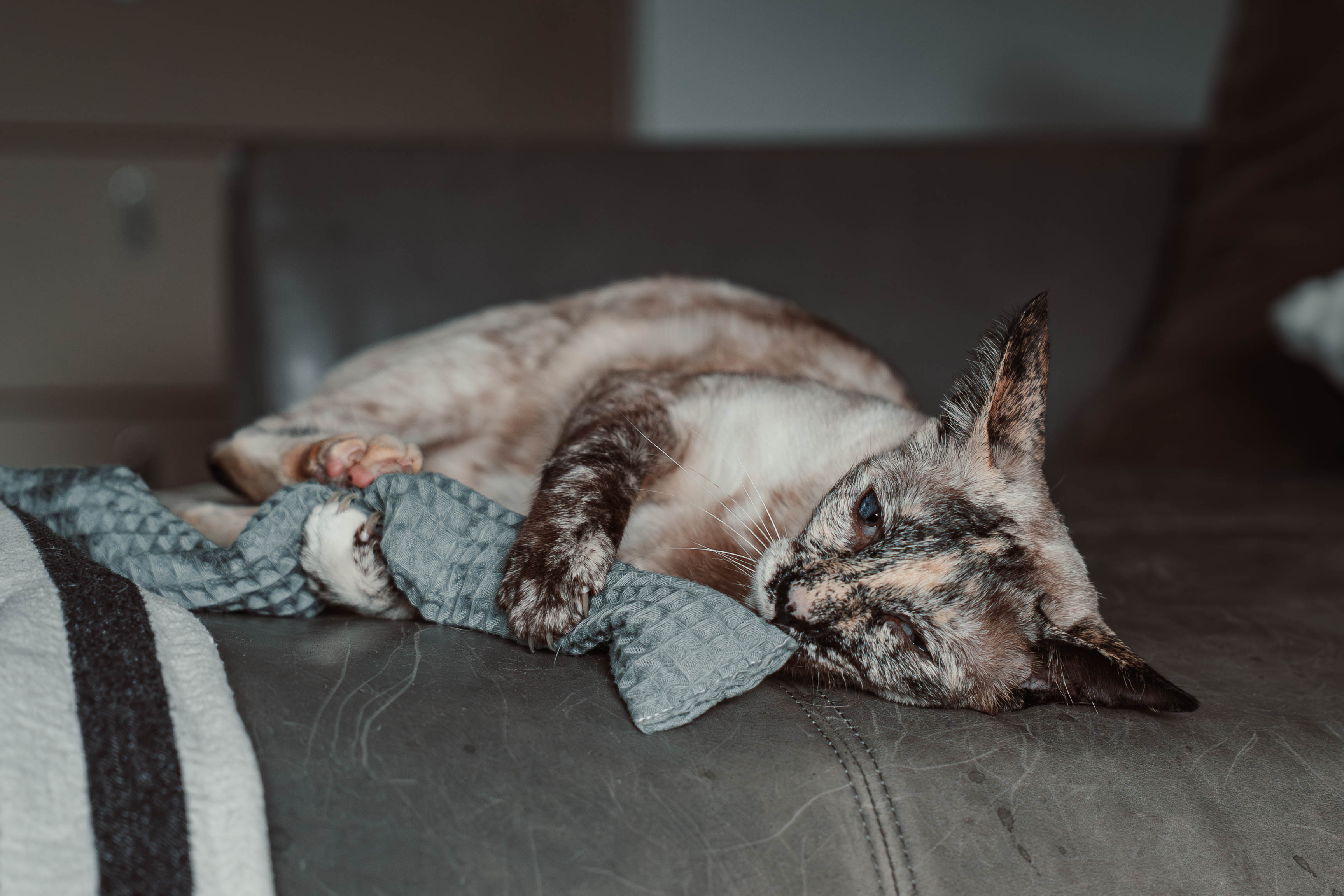 Comeback-Preis: crinky kinky - Knisterrolle mit Catnip (neuer Stoff)