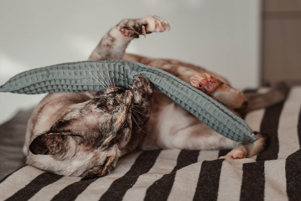 Comeback-Preis: crinky kinky - Knisterrolle mit Catnip (neuer Stoff)