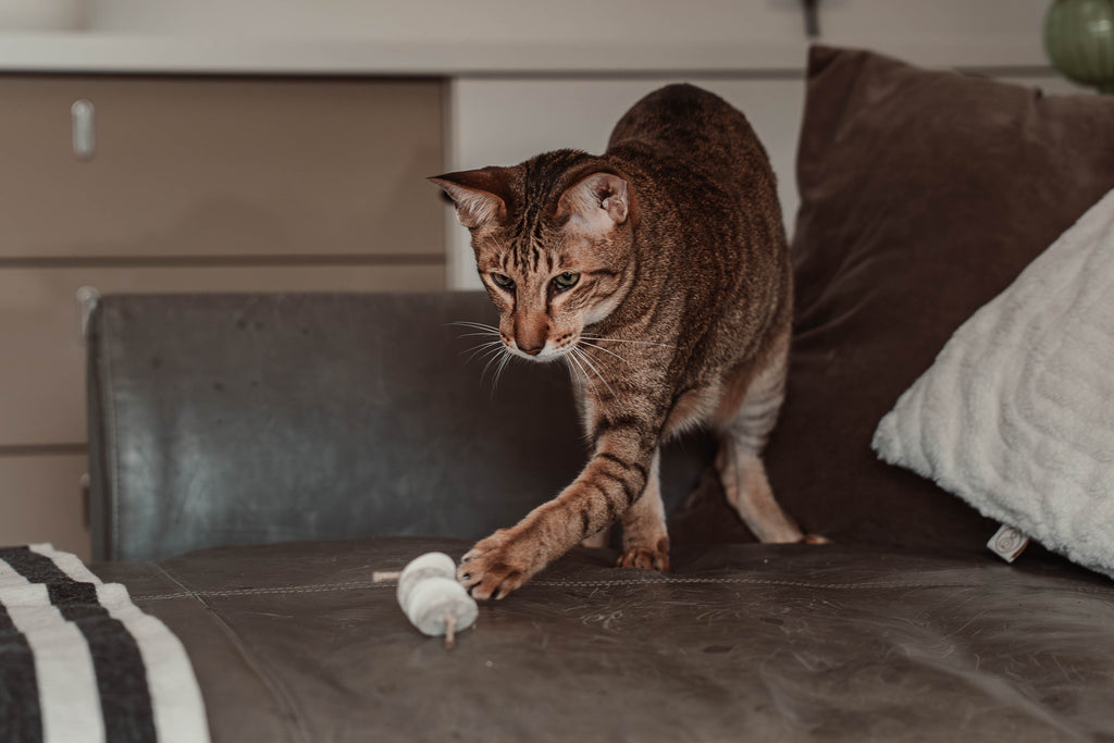 disky (Adventskalender 2025)