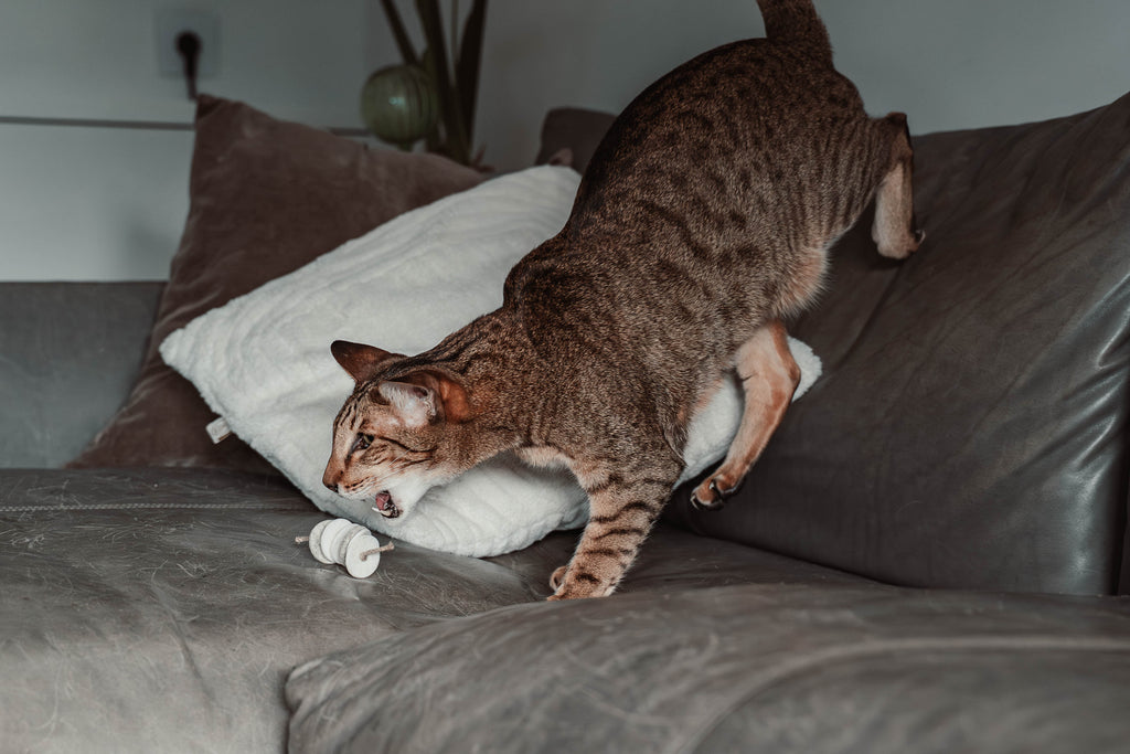 disky (Adventskalender 2025)