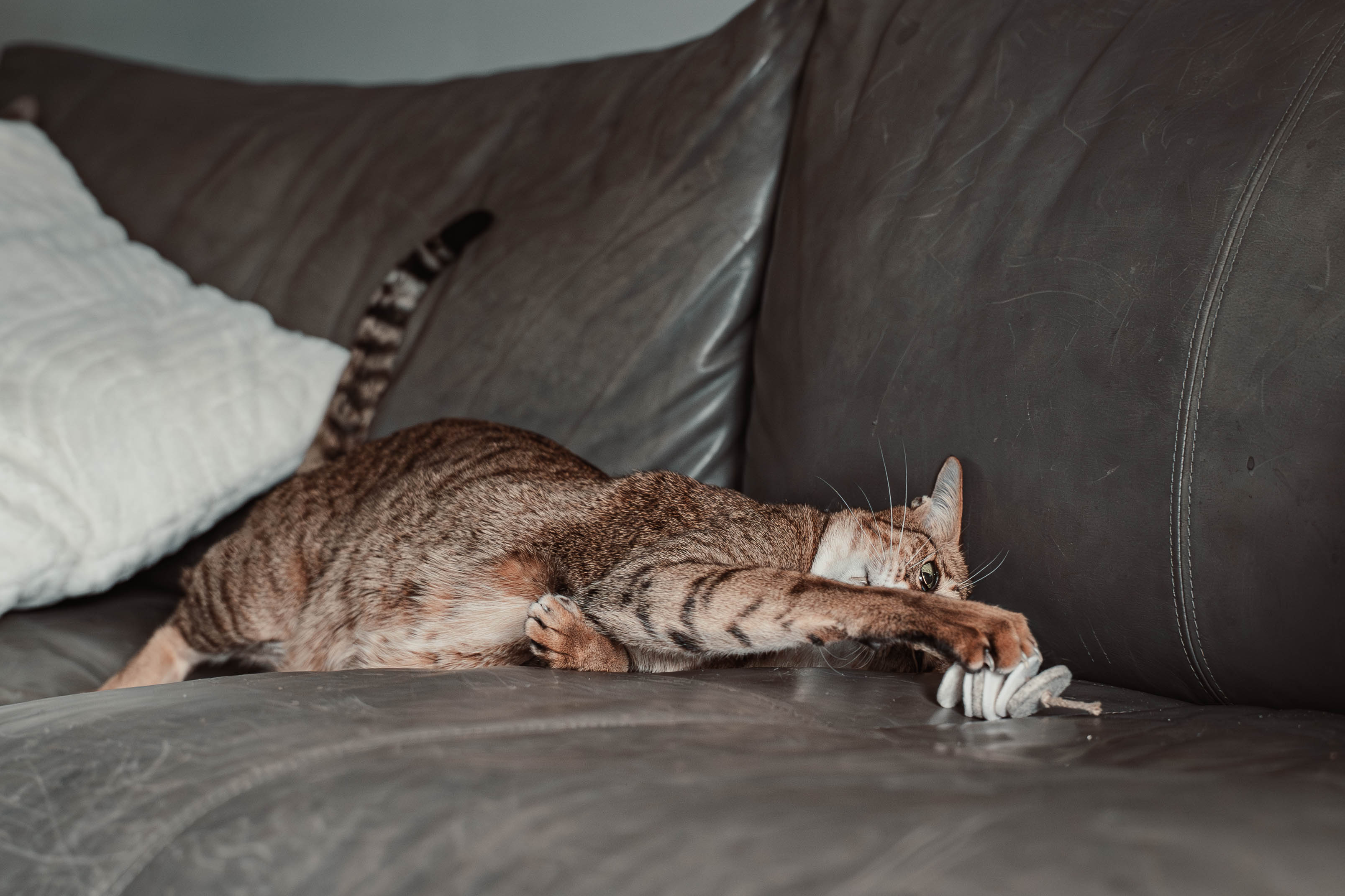 disky (Adventskalender 2025)