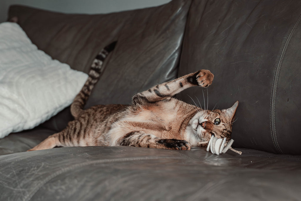 disky (Adventskalender 2025)