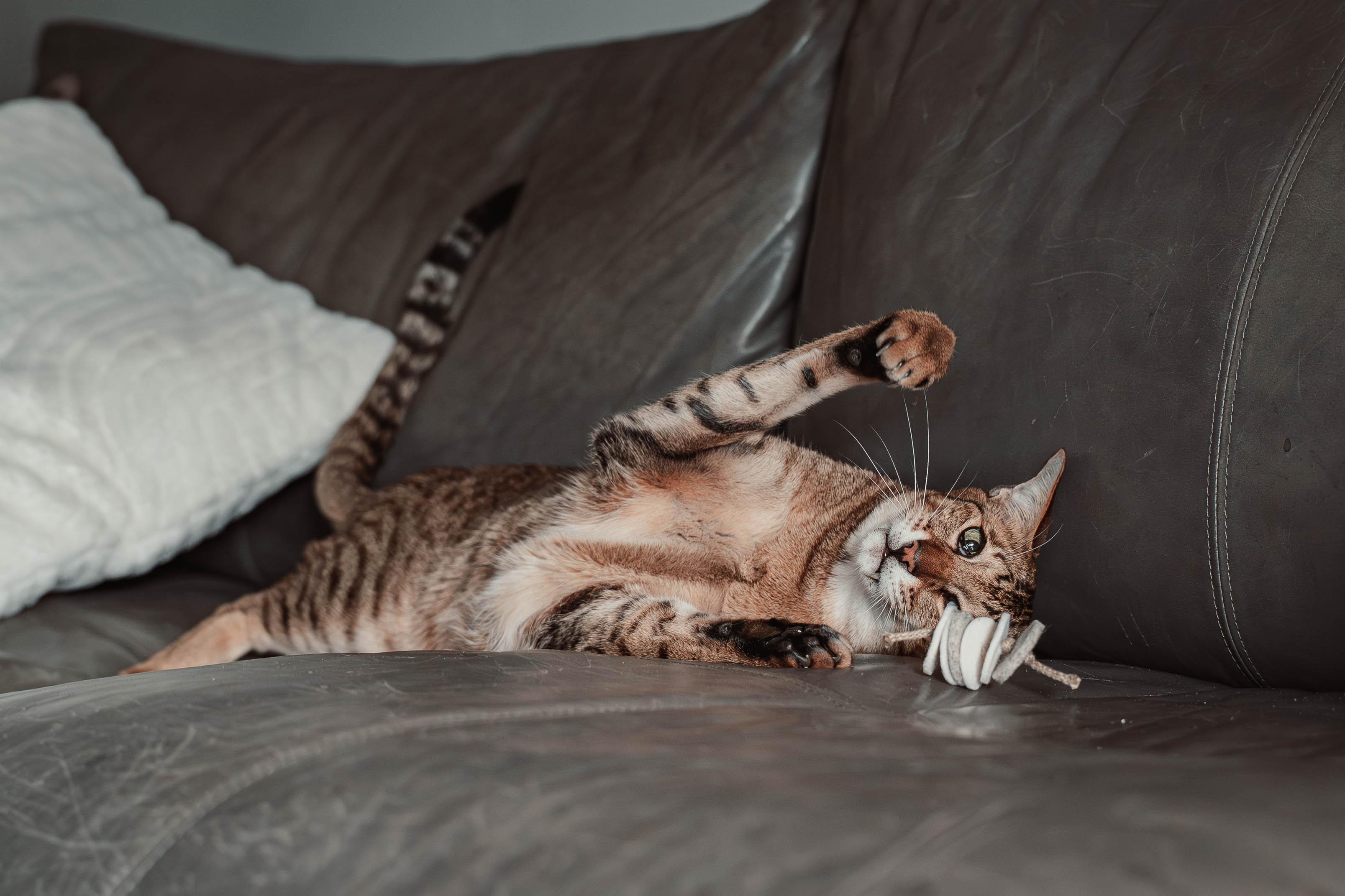 disky (Adventskalender 2025)