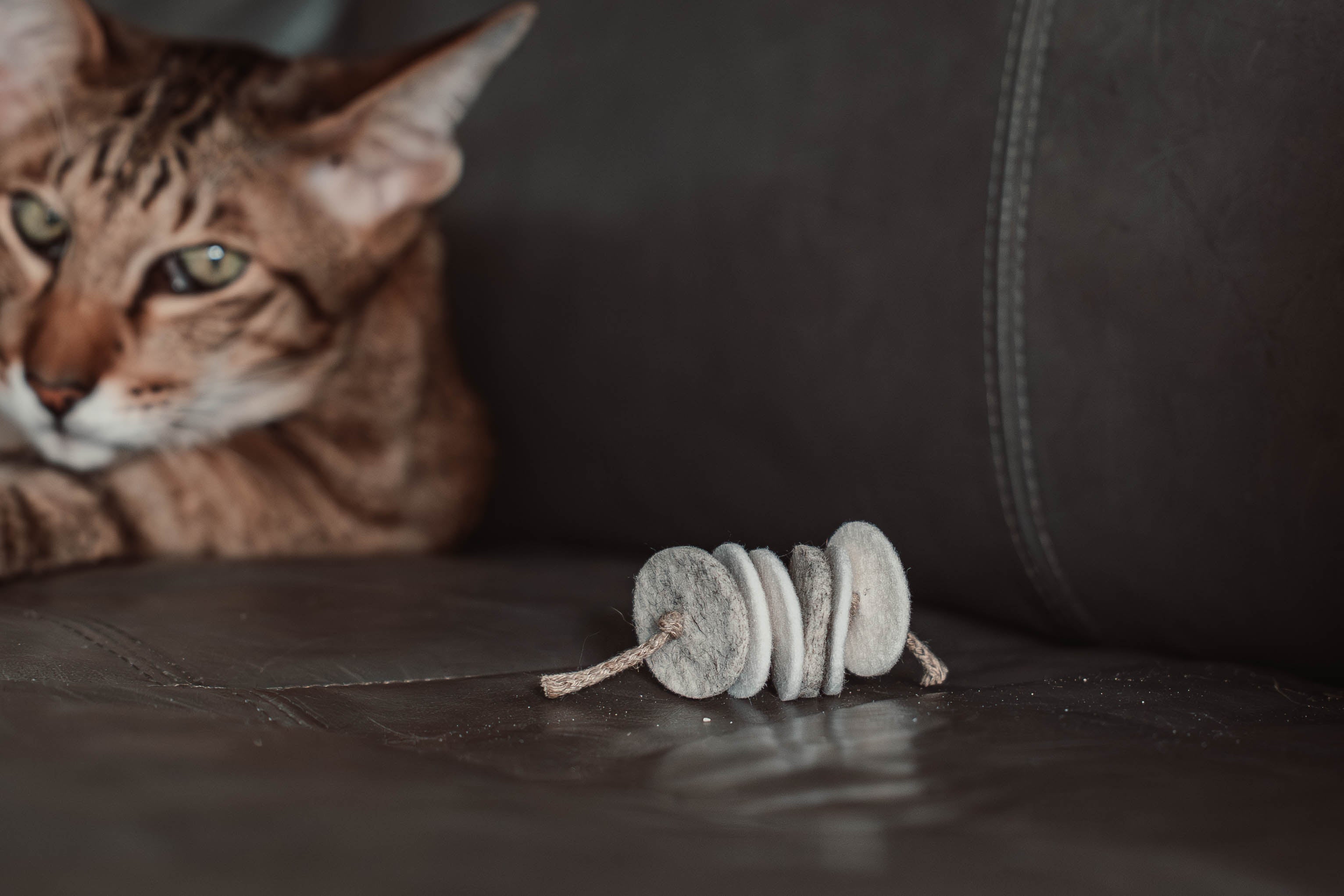 disky (Adventskalender 2025)