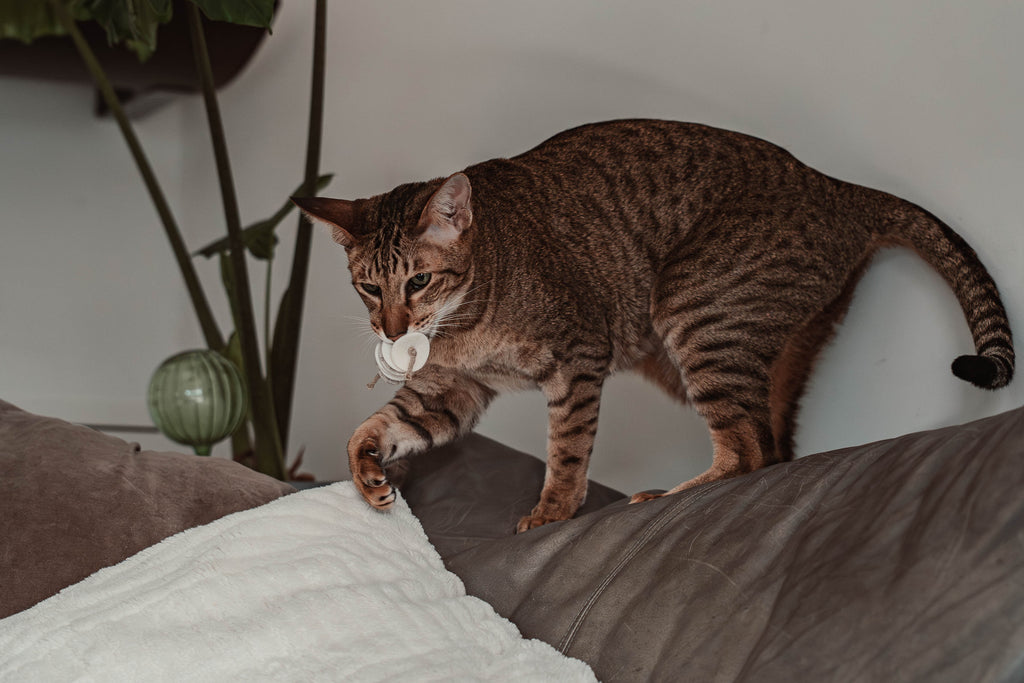 disky (Adventskalender 2025)