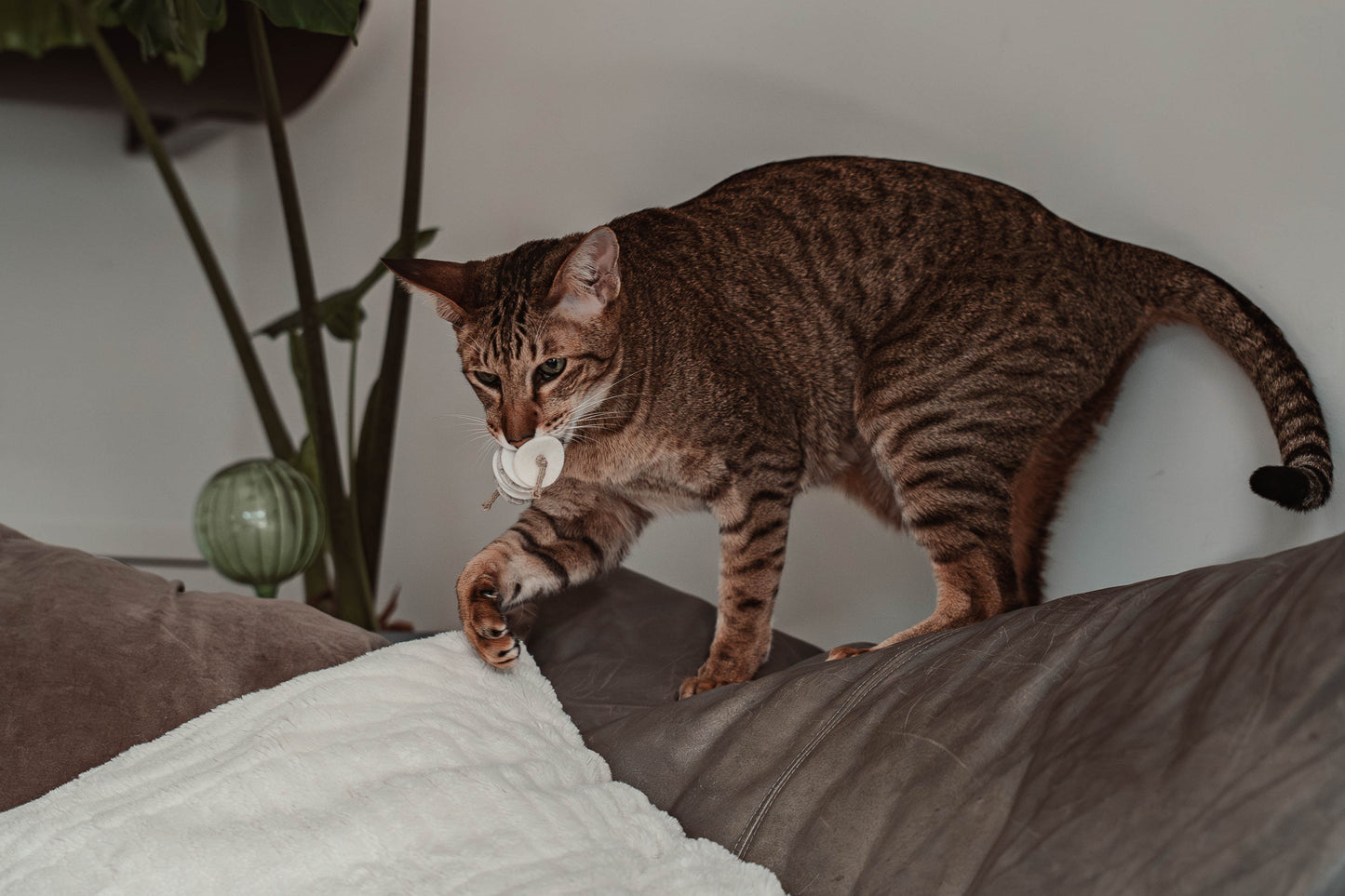 disky (Adventskalender 2025)