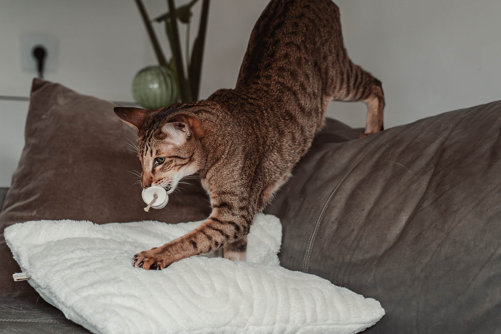 disky (Adventskalender 2025)