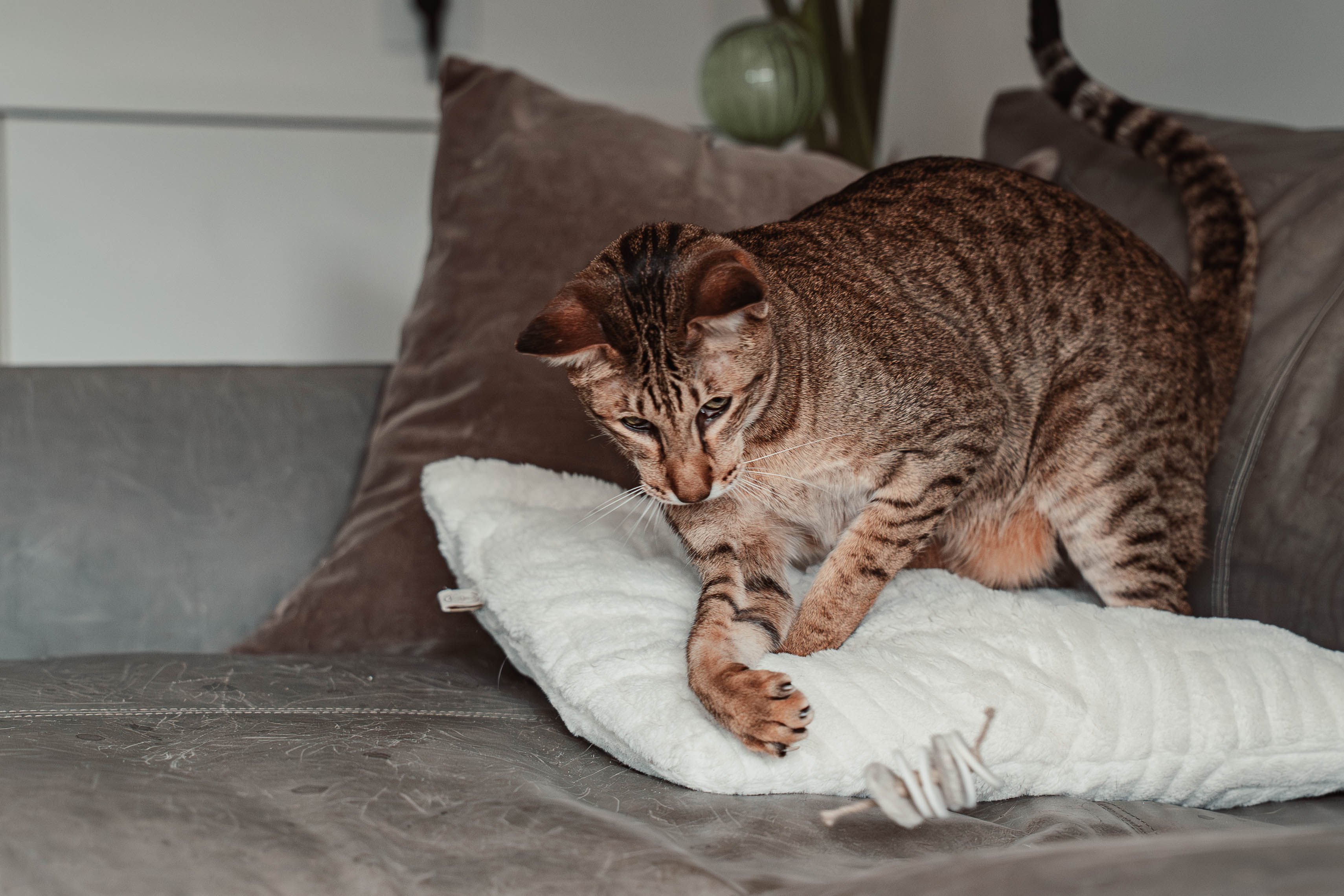 disky (Adventskalender 2025)