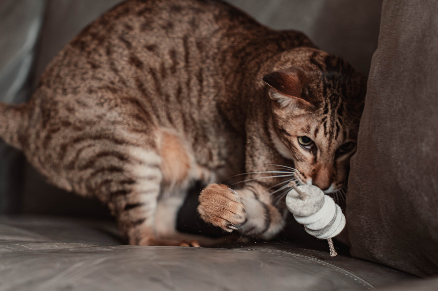 disky (Adventskalender 2025)