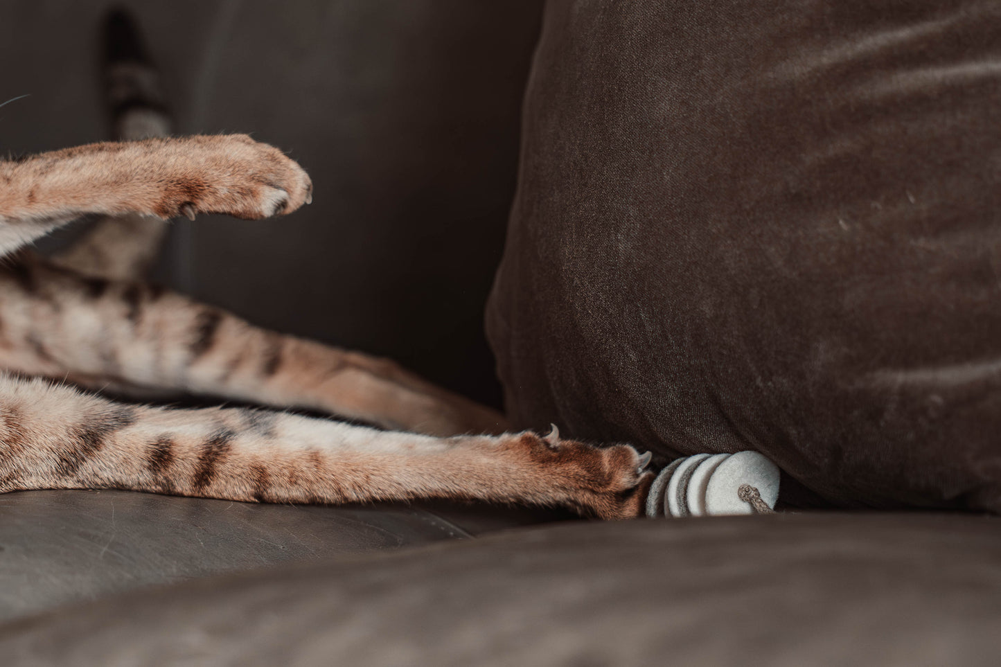 disky (Adventskalender 2025)