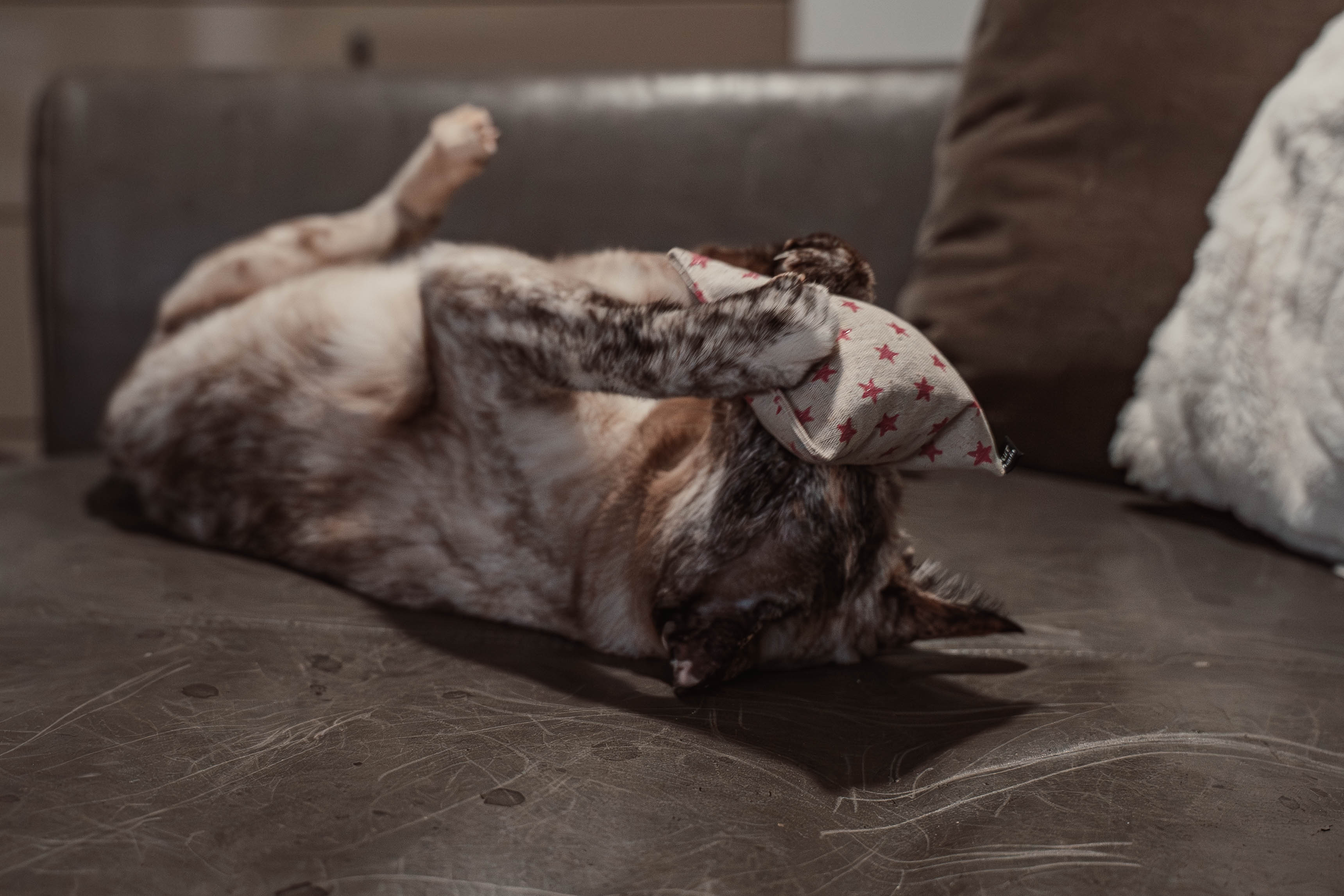 nippy pinky twinky (Catnip)