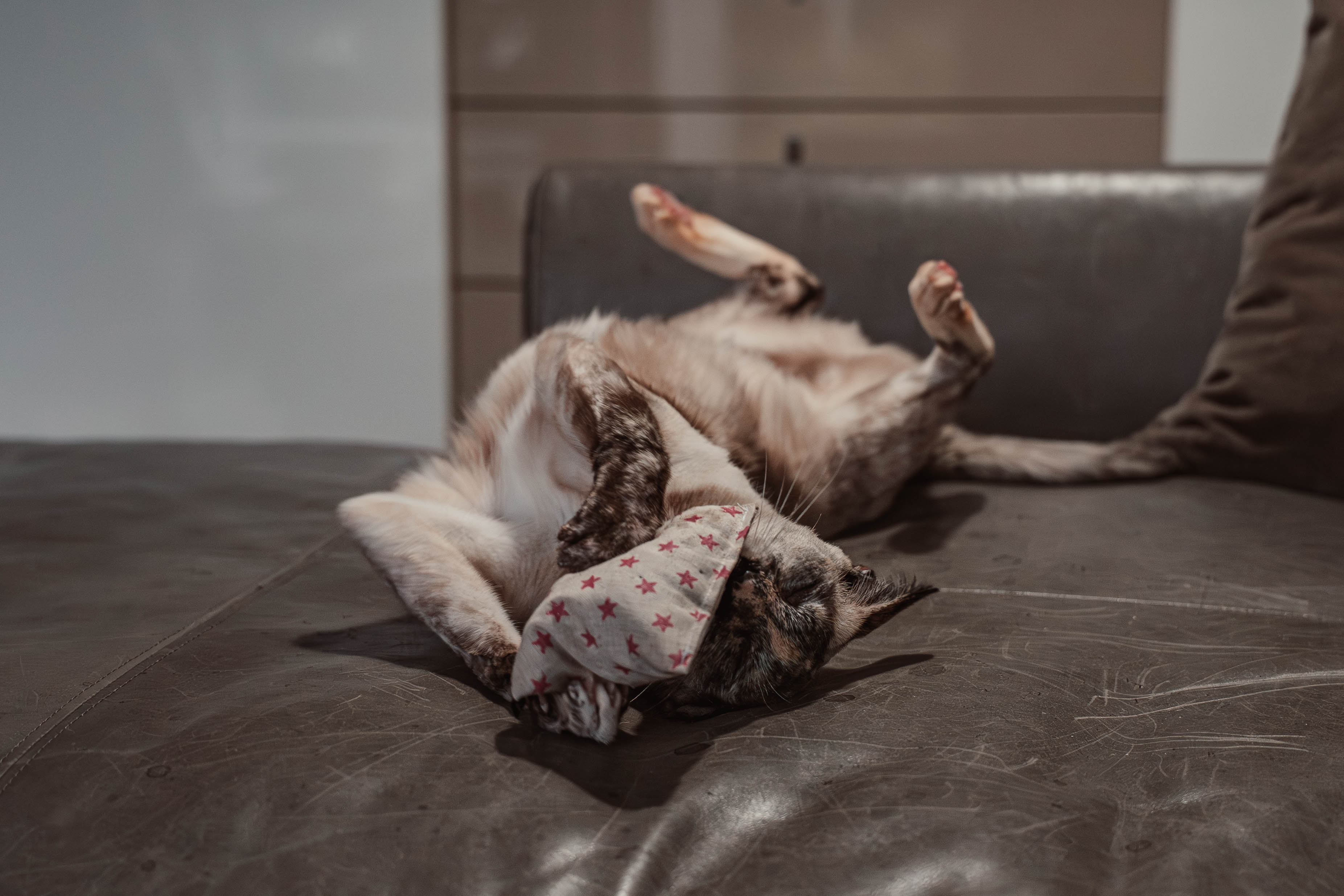 nippy pinky twinky (Catnip)