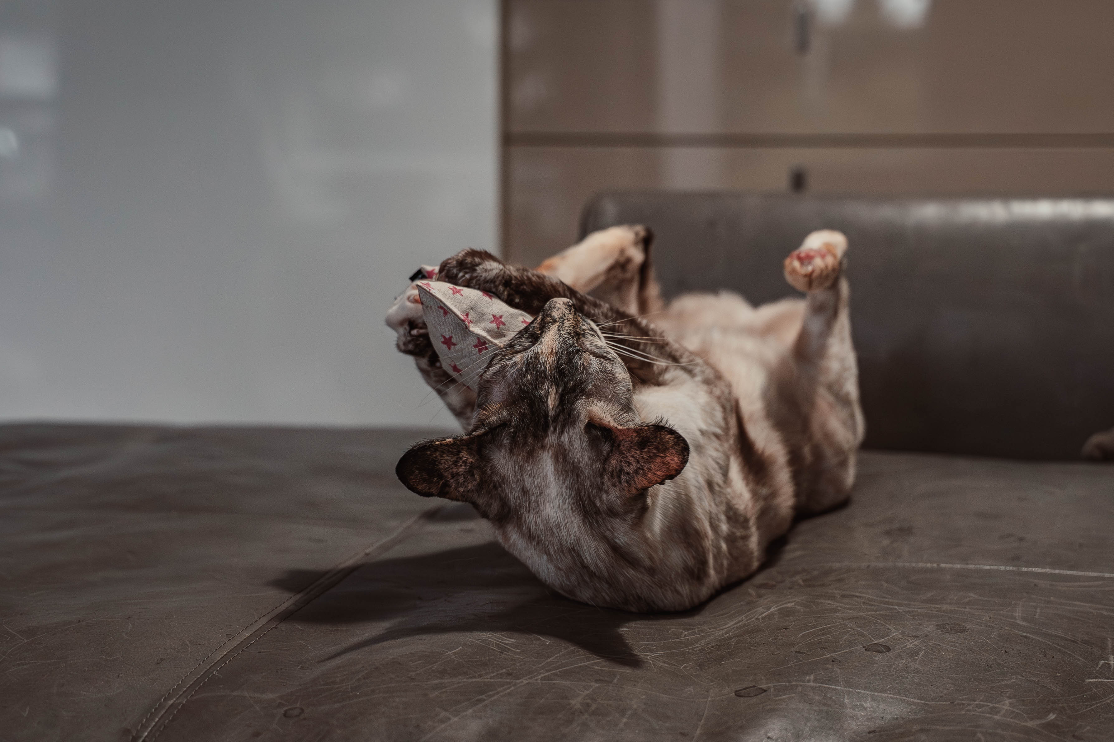 nippy pinky twinky (Catnip)