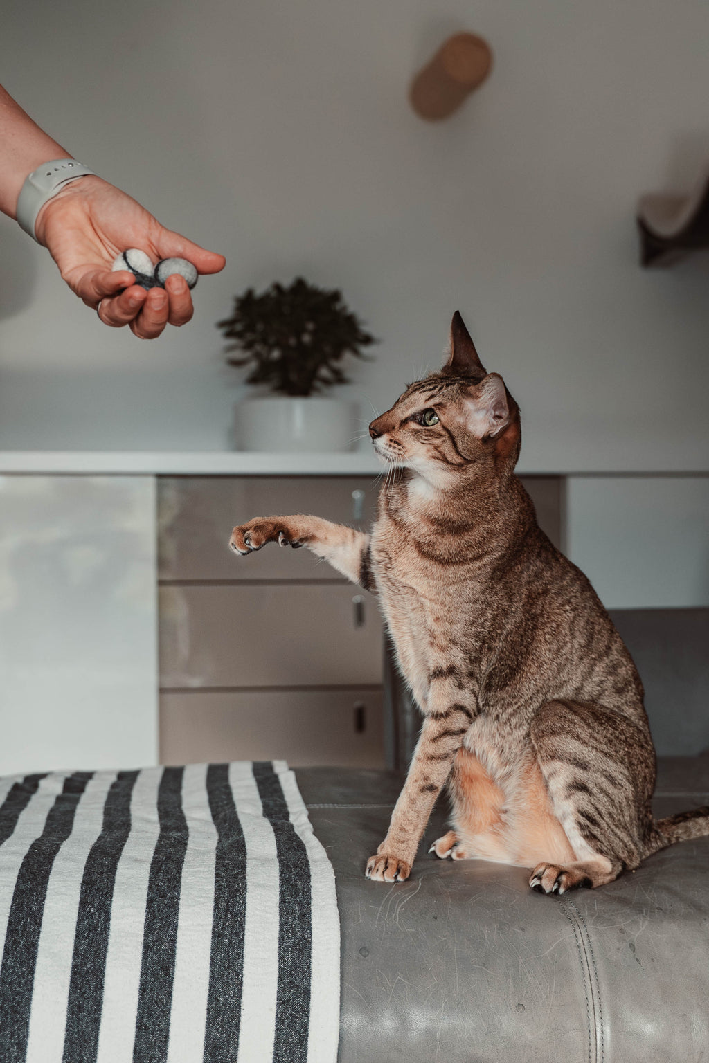 stony 5er Set Filzkieselsteine