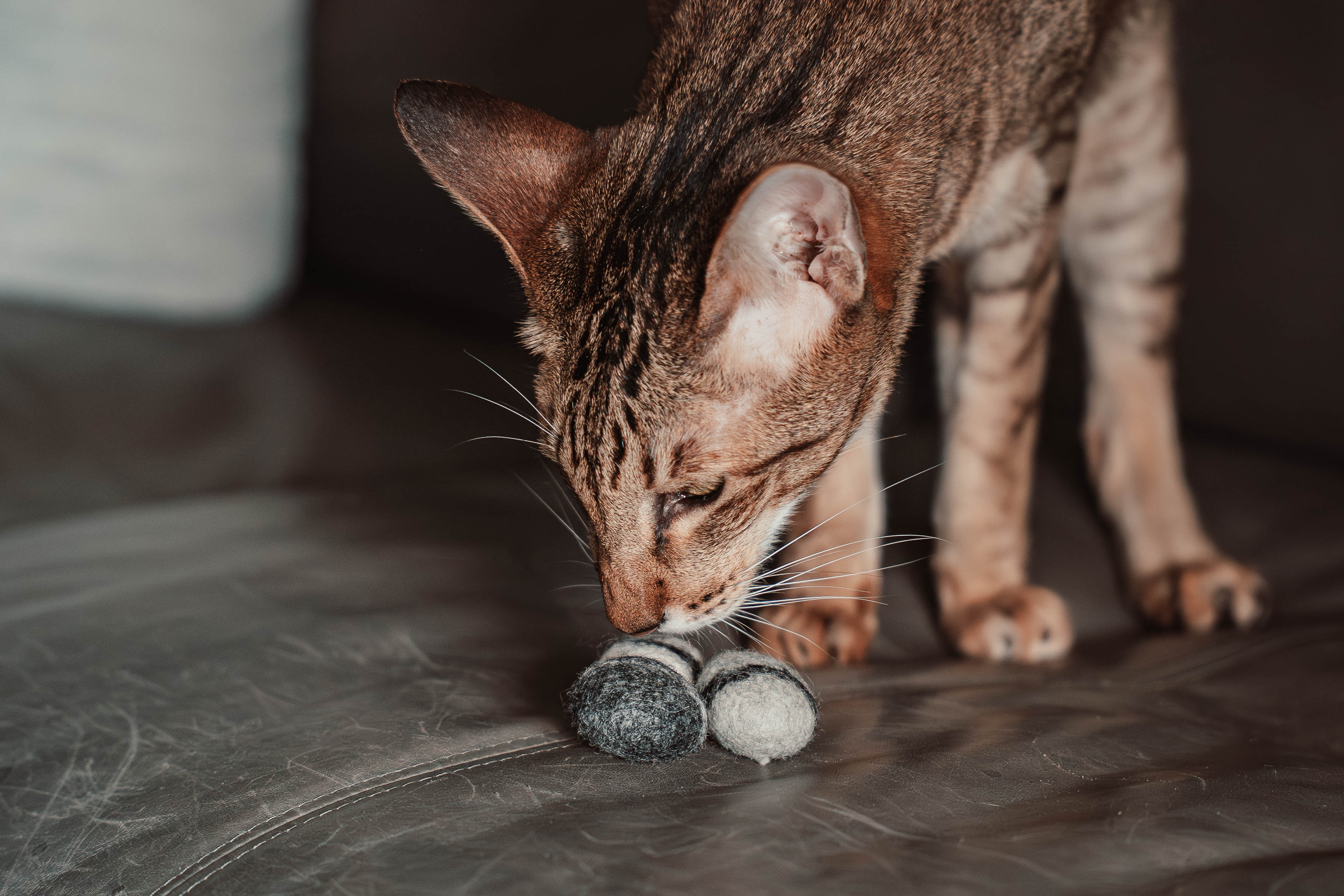 stony 5er Set Filzkieselsteine