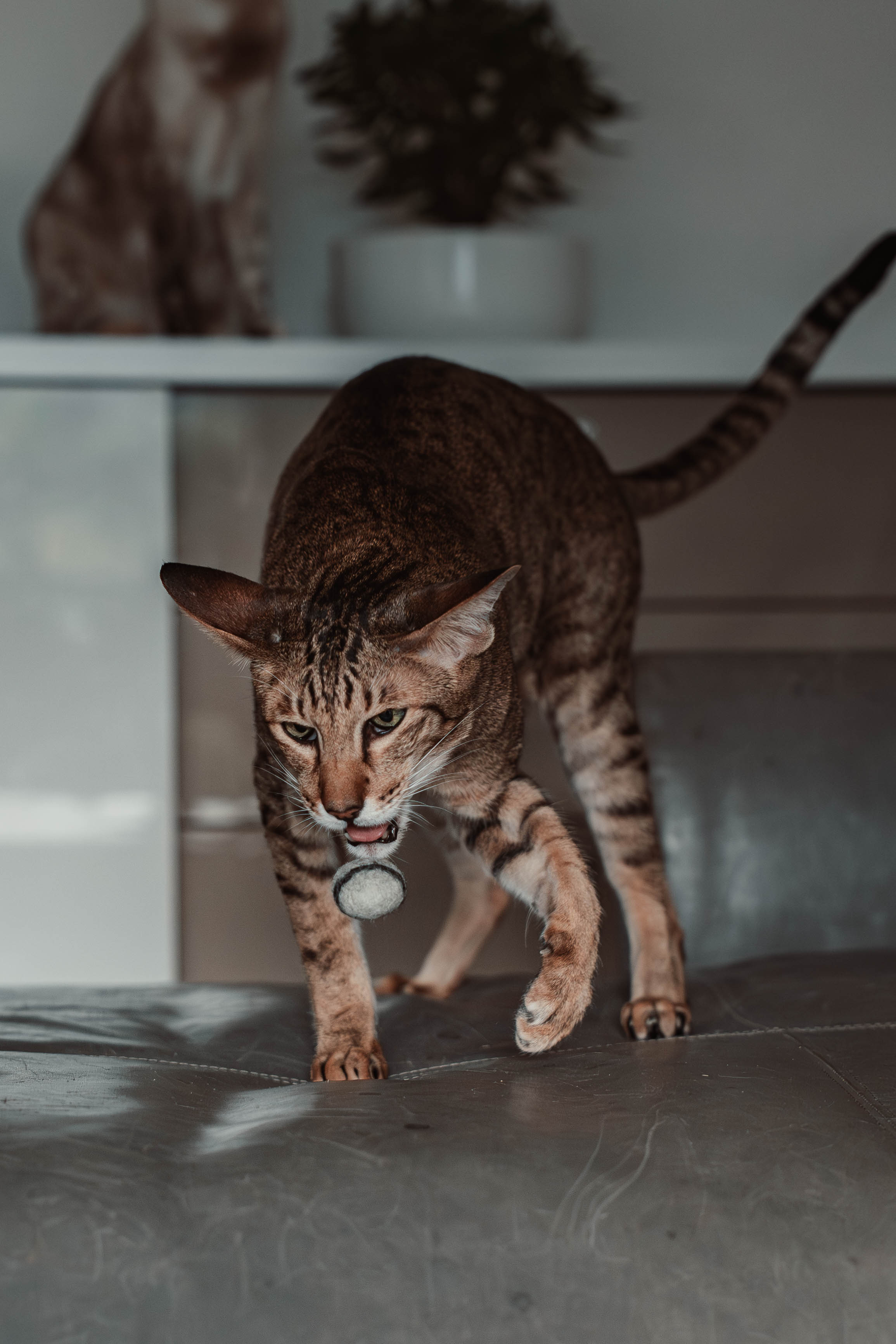 stony 5er Set Filzkieselsteine