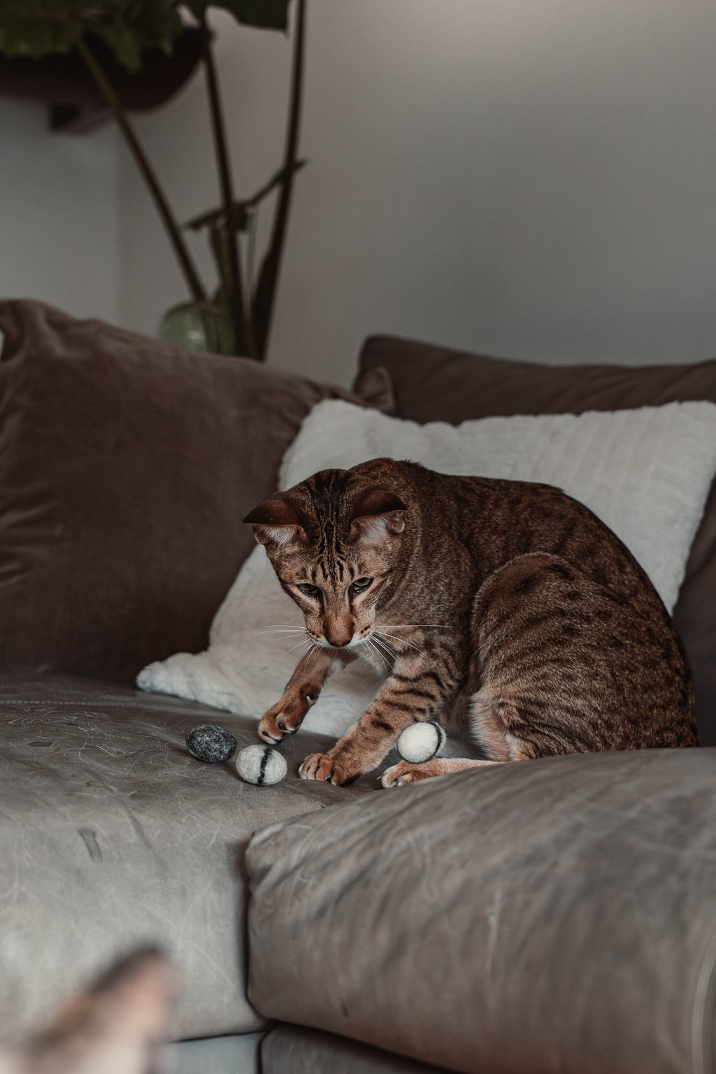 stony 5er Set Filzkieselsteine