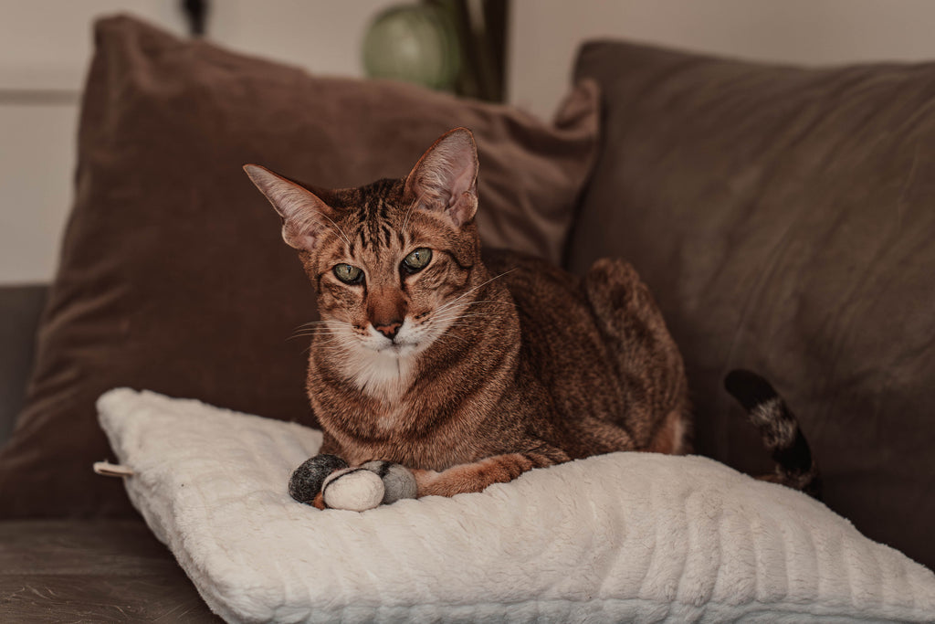 stony 5er Set Filzkieselsteine