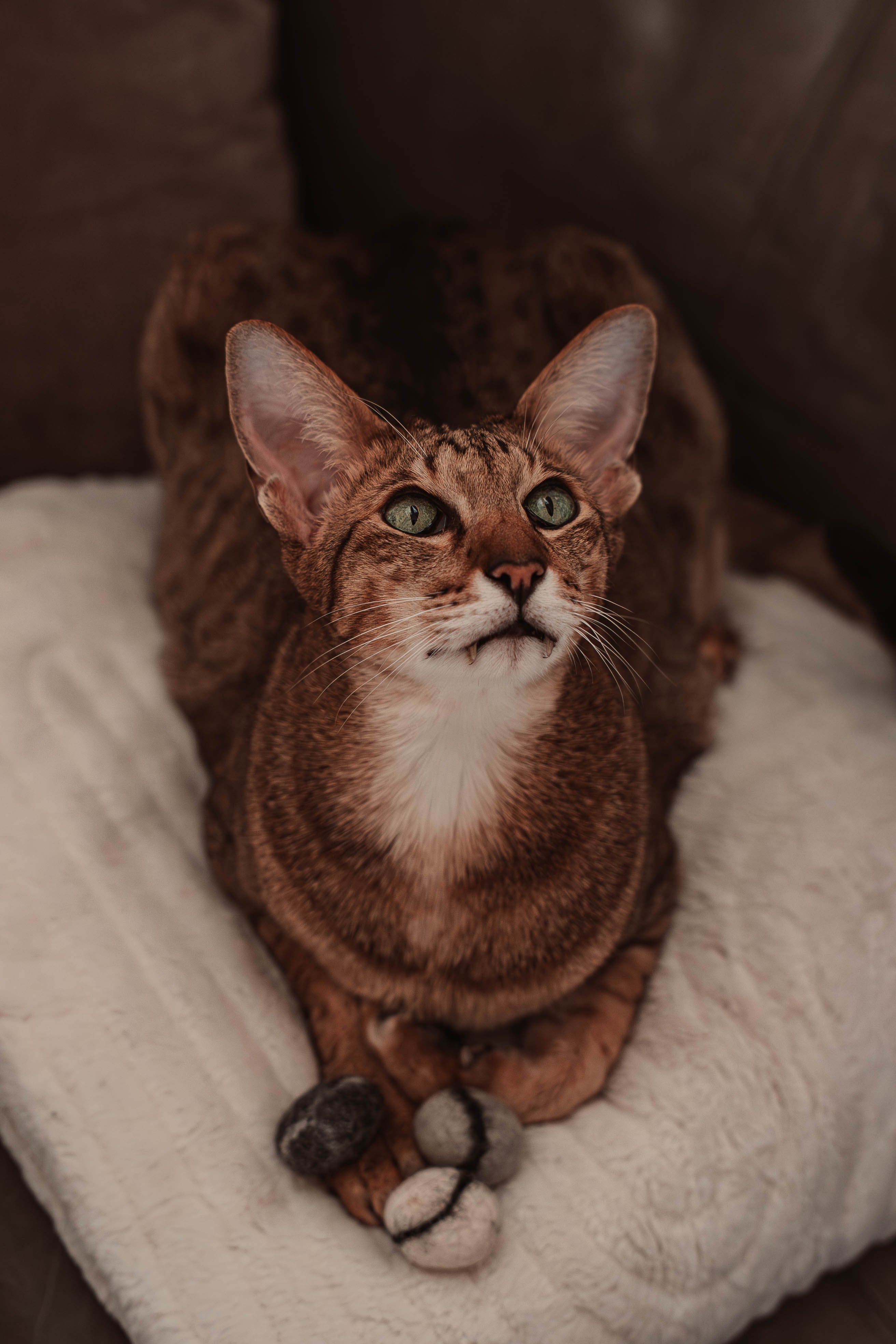 stony Filz-Kieselstein