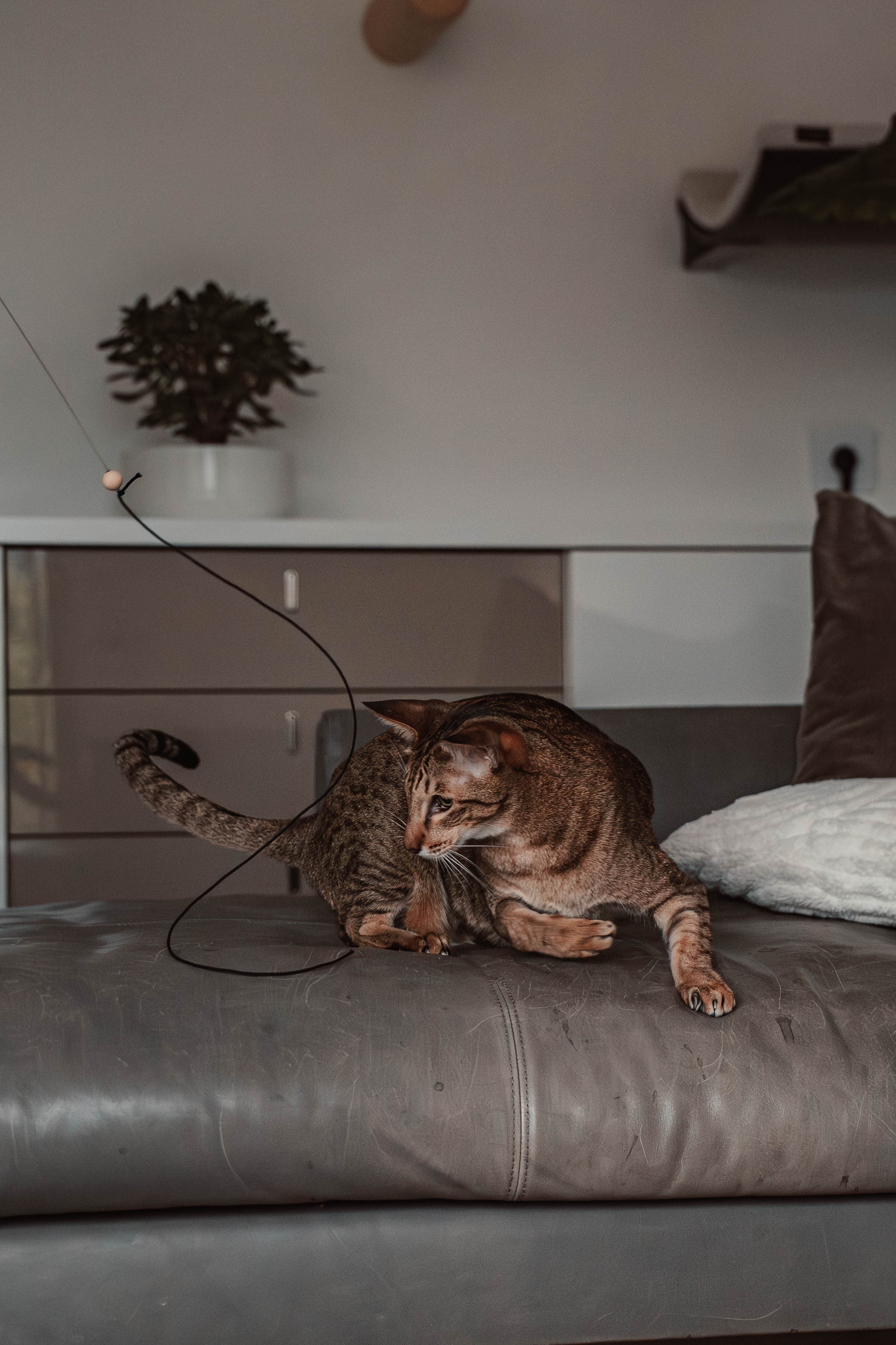 string (Adventskalender 2025)