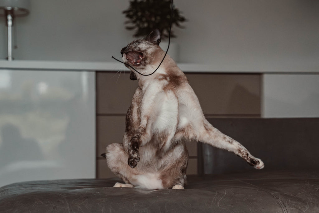 string (Adventskalender 2025)