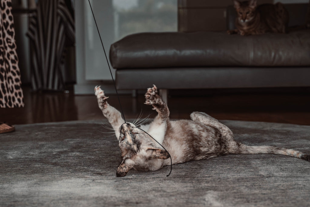 string (Adventskalender 2025)