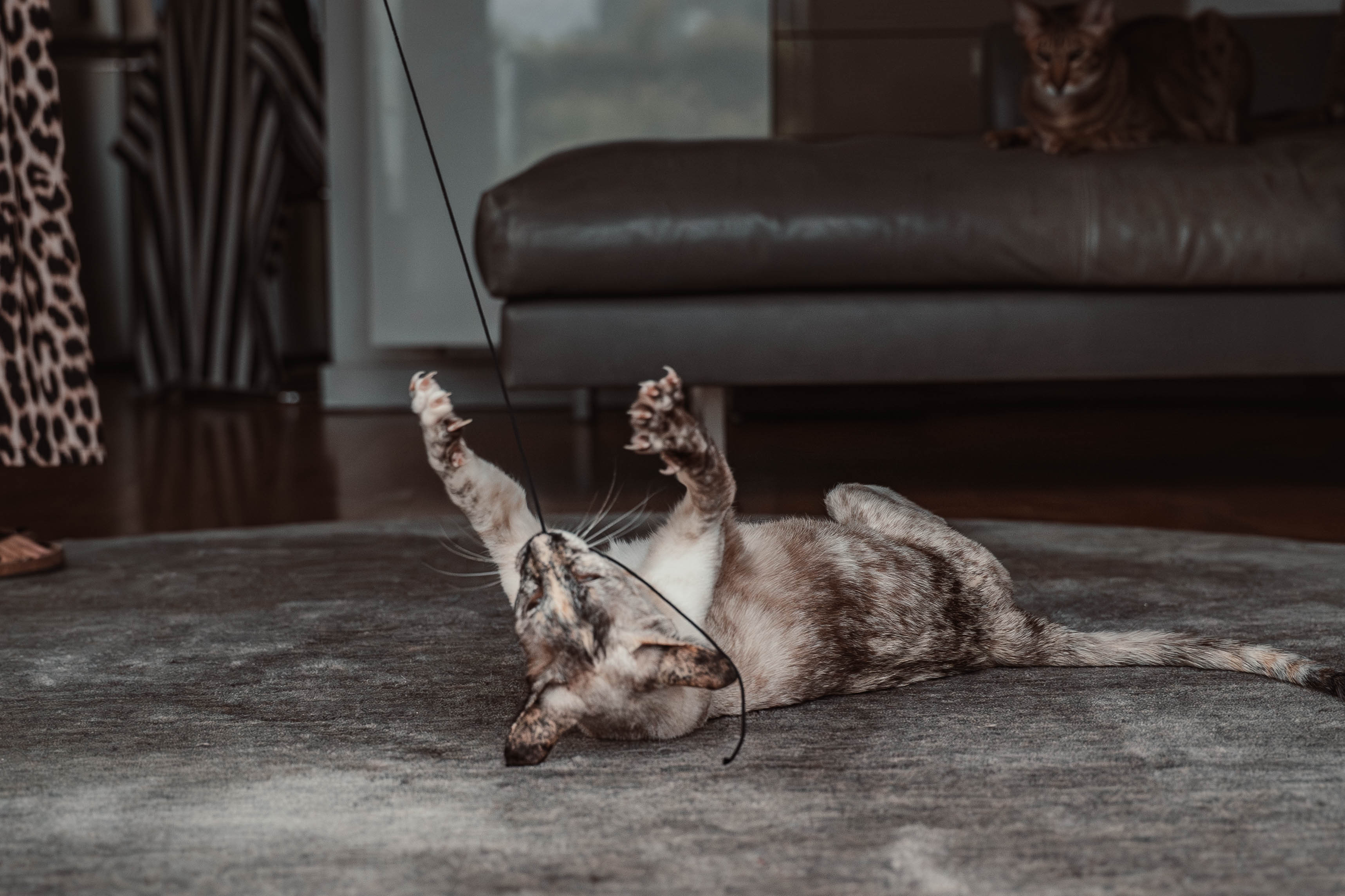 string (Adventskalender 2025)