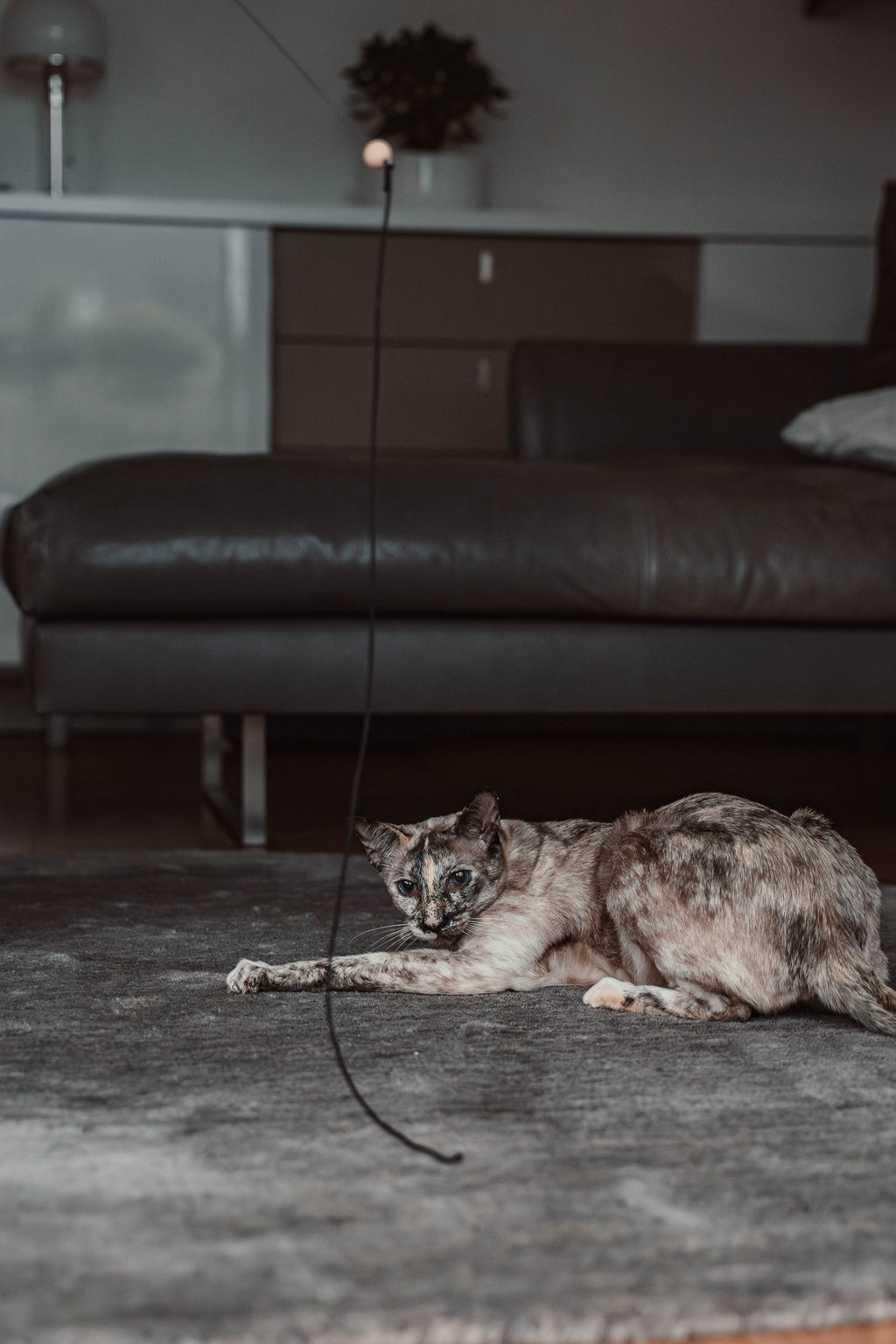 string (Adventskalender 2025)