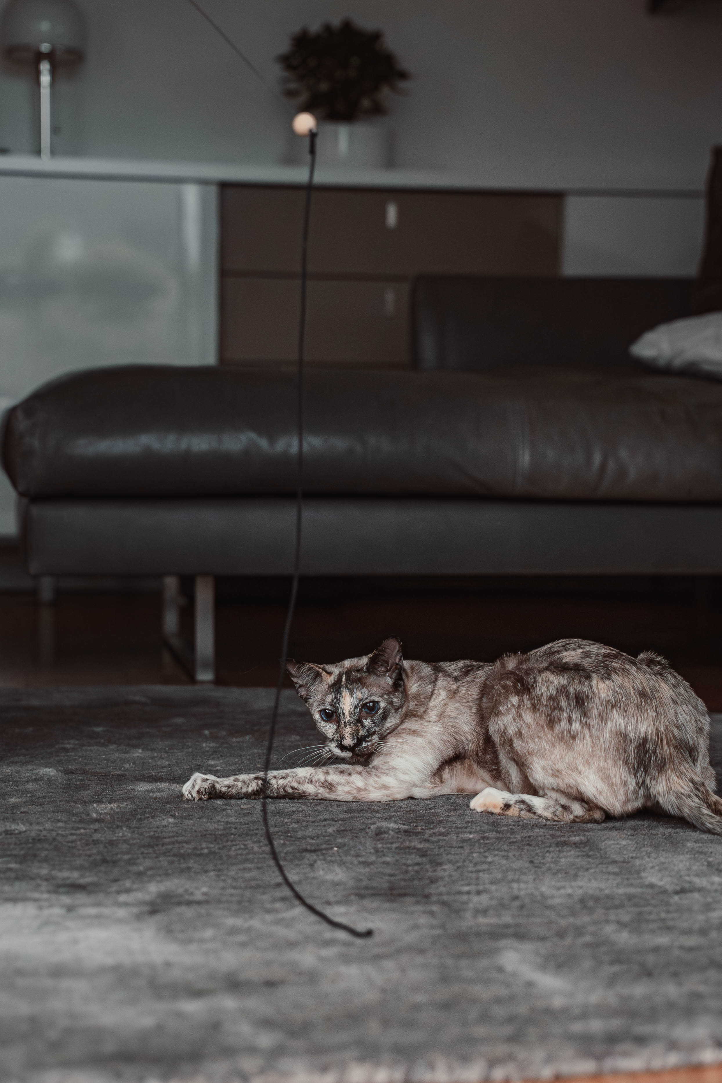 string (Adventskalender 2025)