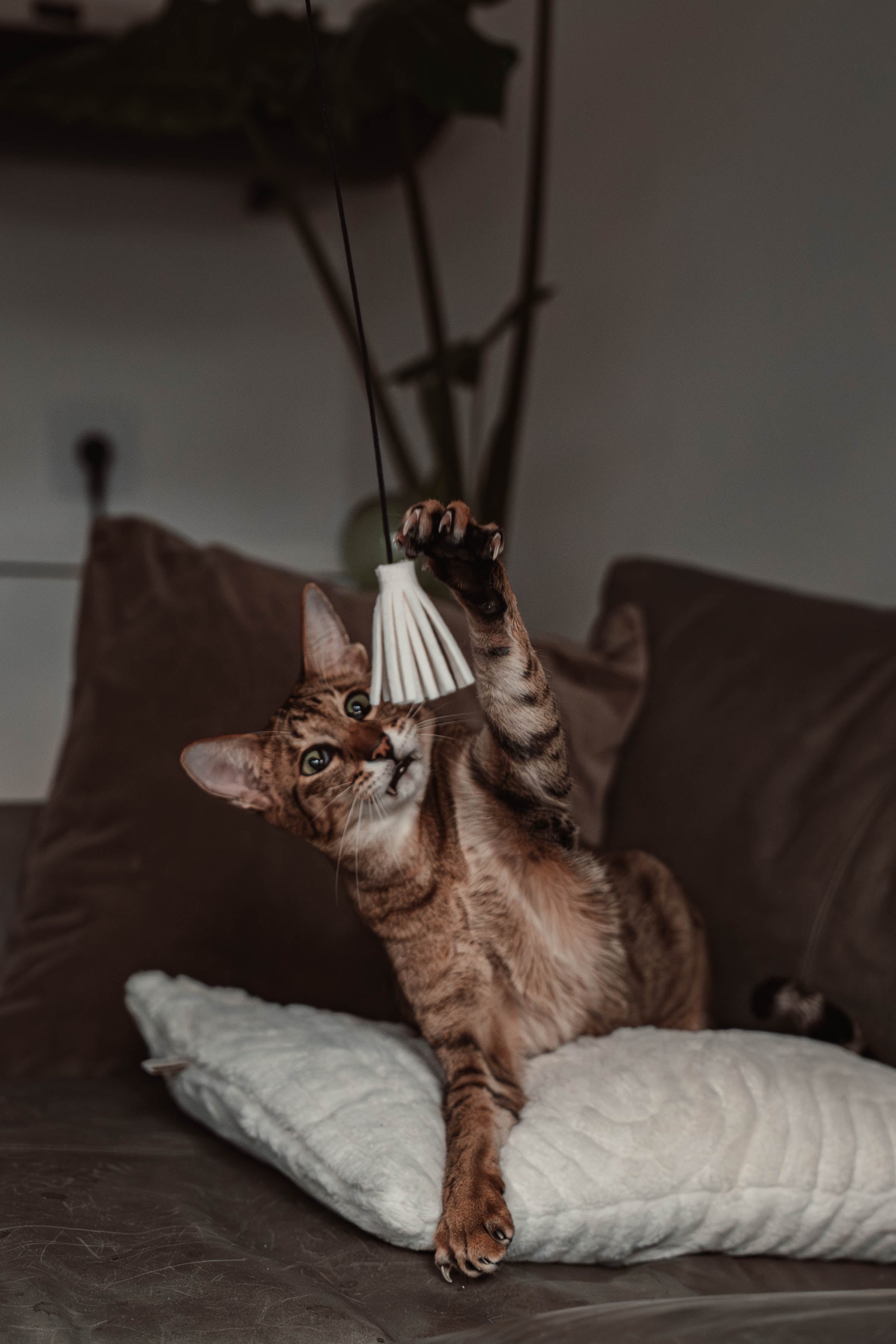 tazzle hunter Spielangel