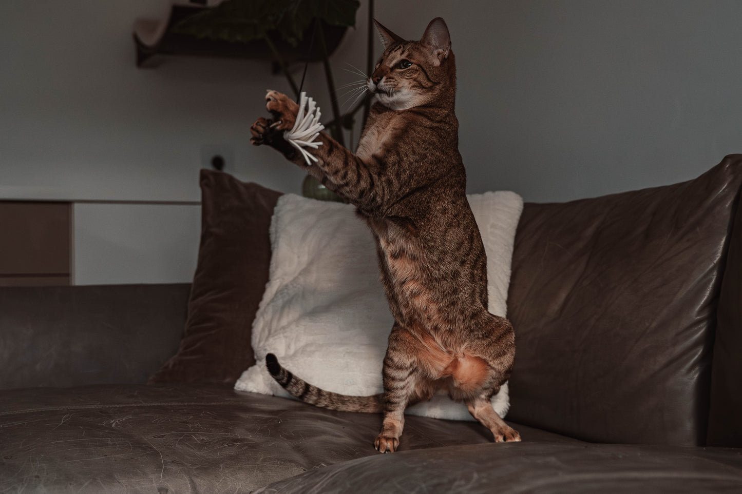 tazzle hunter Spielangel