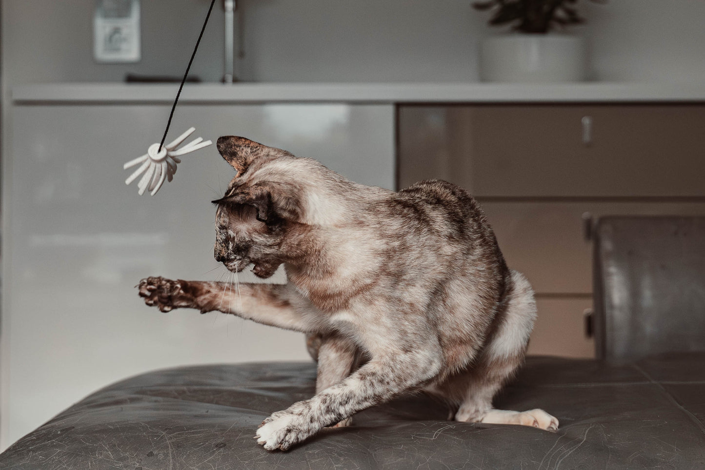 tazzle hunter Spielangel