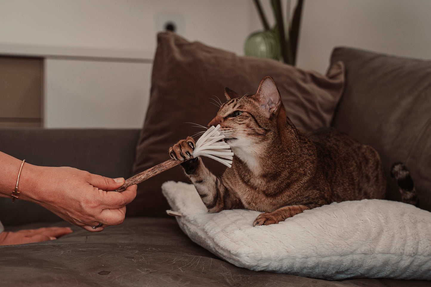 tazzle Matatabi-Stick mit Filzquaste