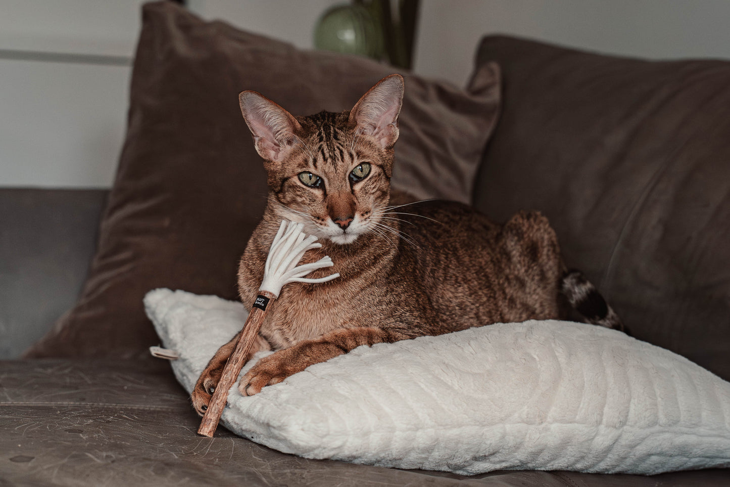 tazzle Matatabi-Stick mit Filzquaste