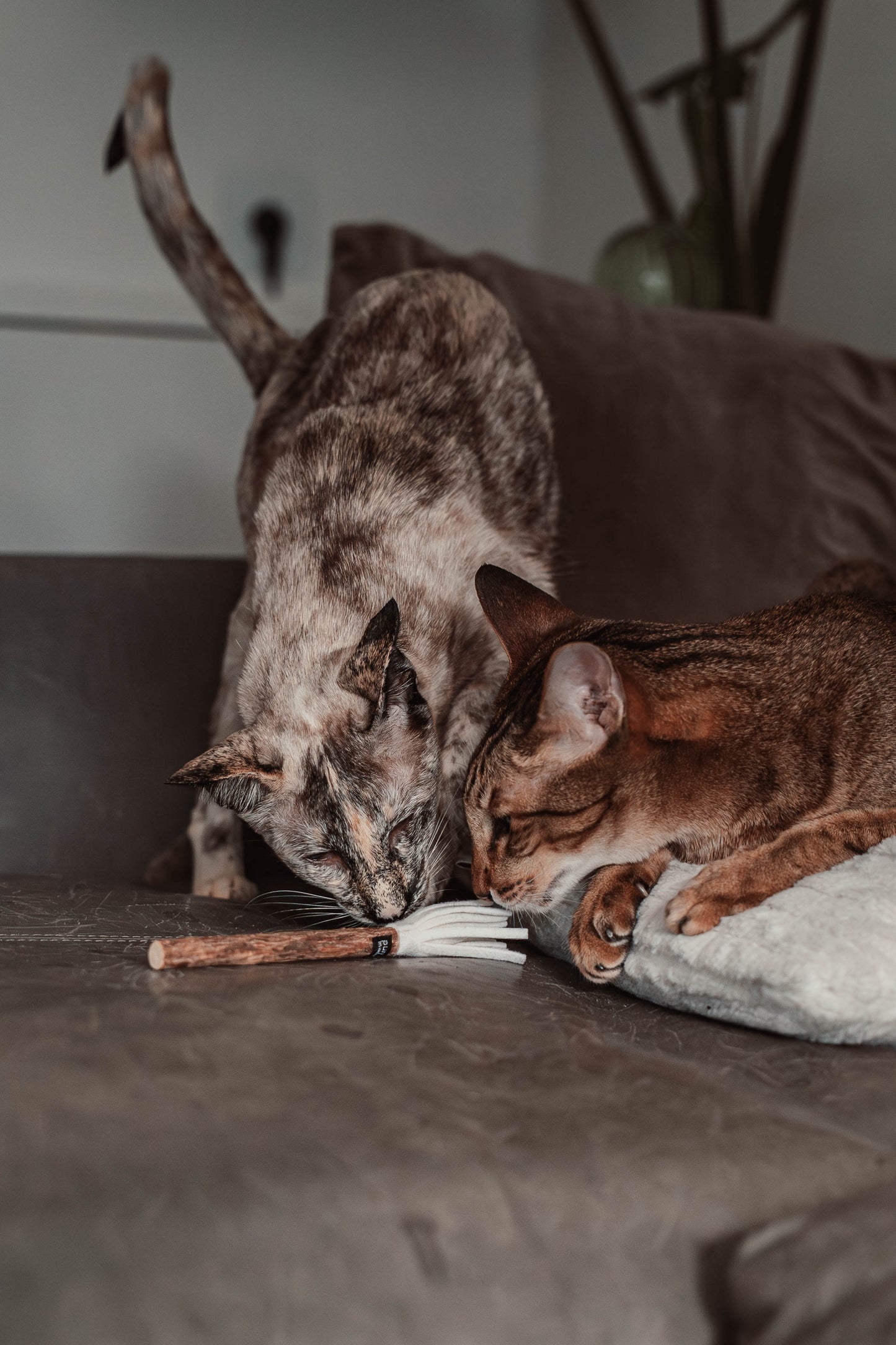 tazzle Matatabi-Stick mit Filzquaste