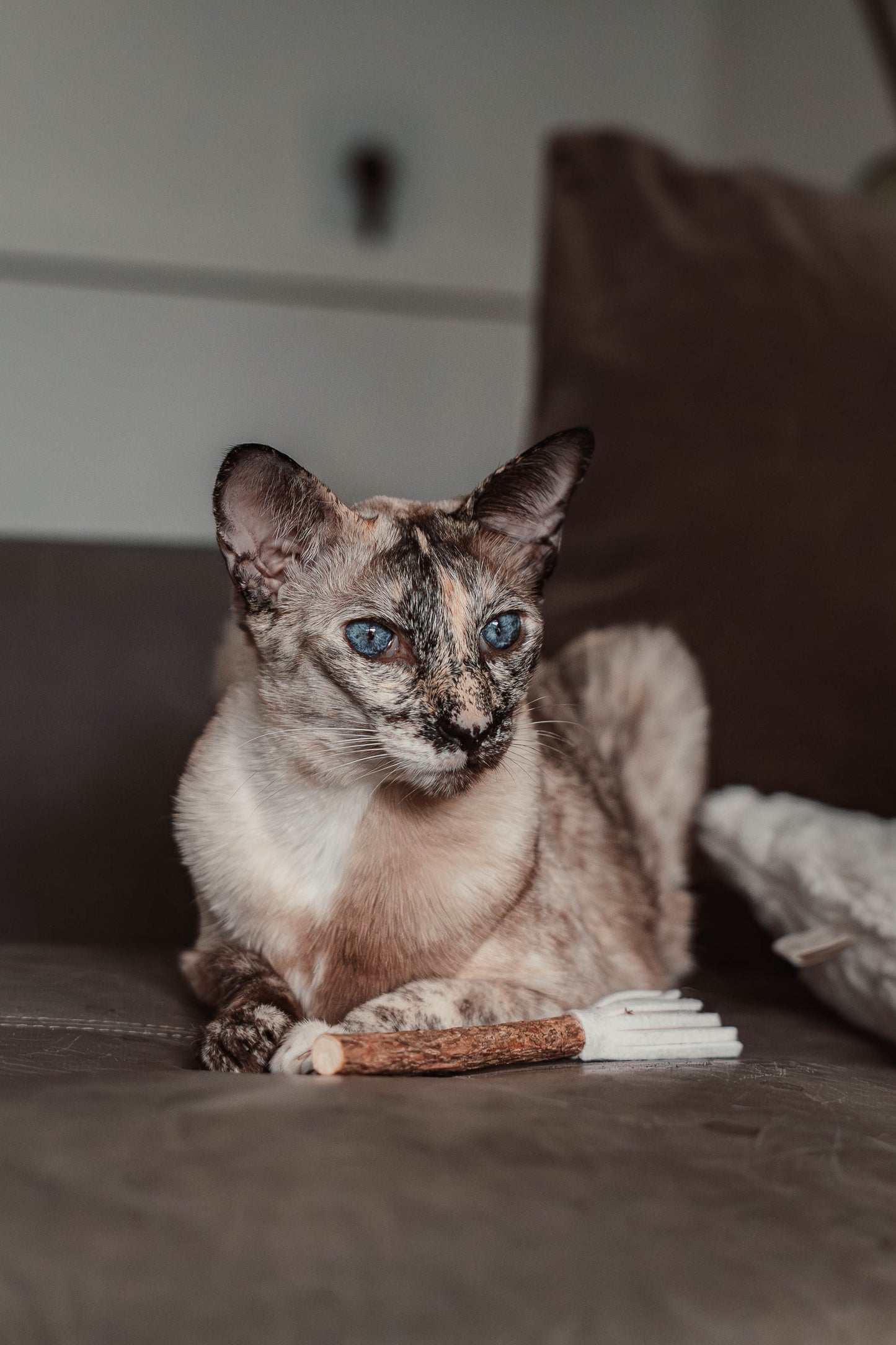 tazzle Matatabi-Stick mit Filzquaste