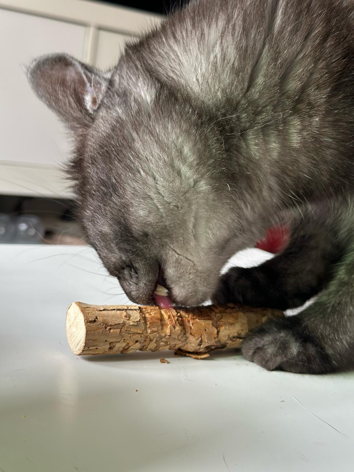 ultra - XXL Matatabi-Sticks