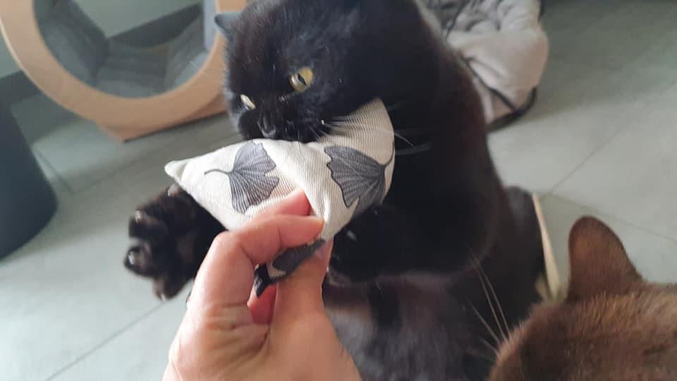 purramid Ginkgo (Baldrian + Catnip)