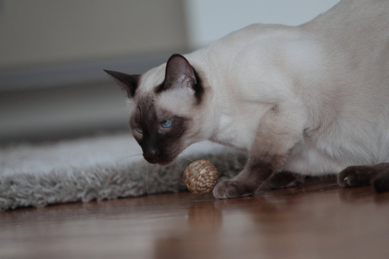 nepal ball