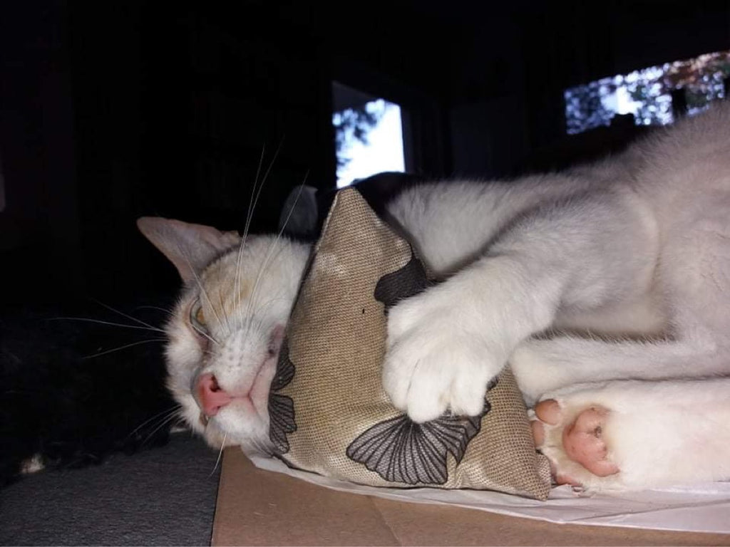 purramid Ginkgo (Baldrian + Catnip)