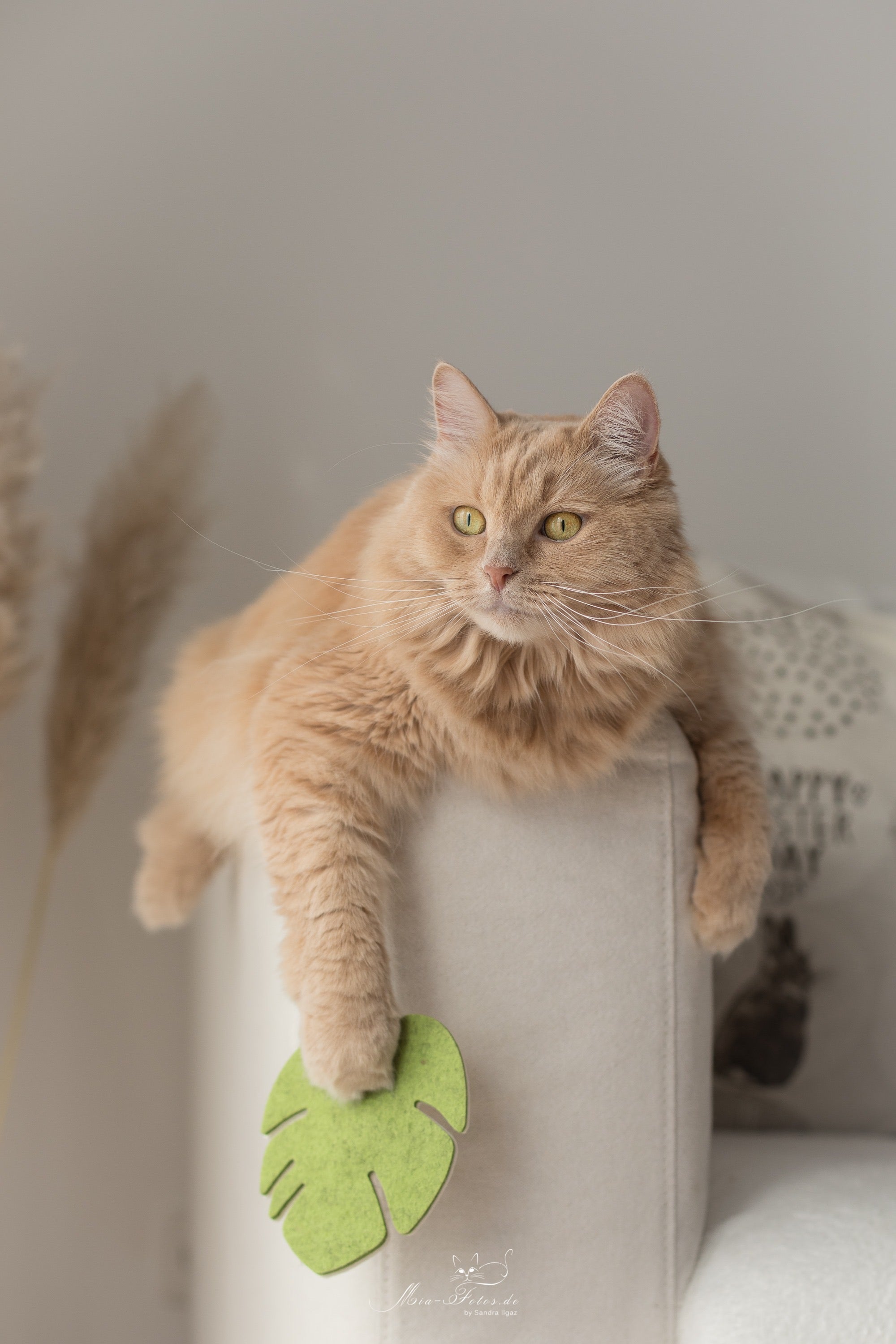 wooly monstera  (Catnip)