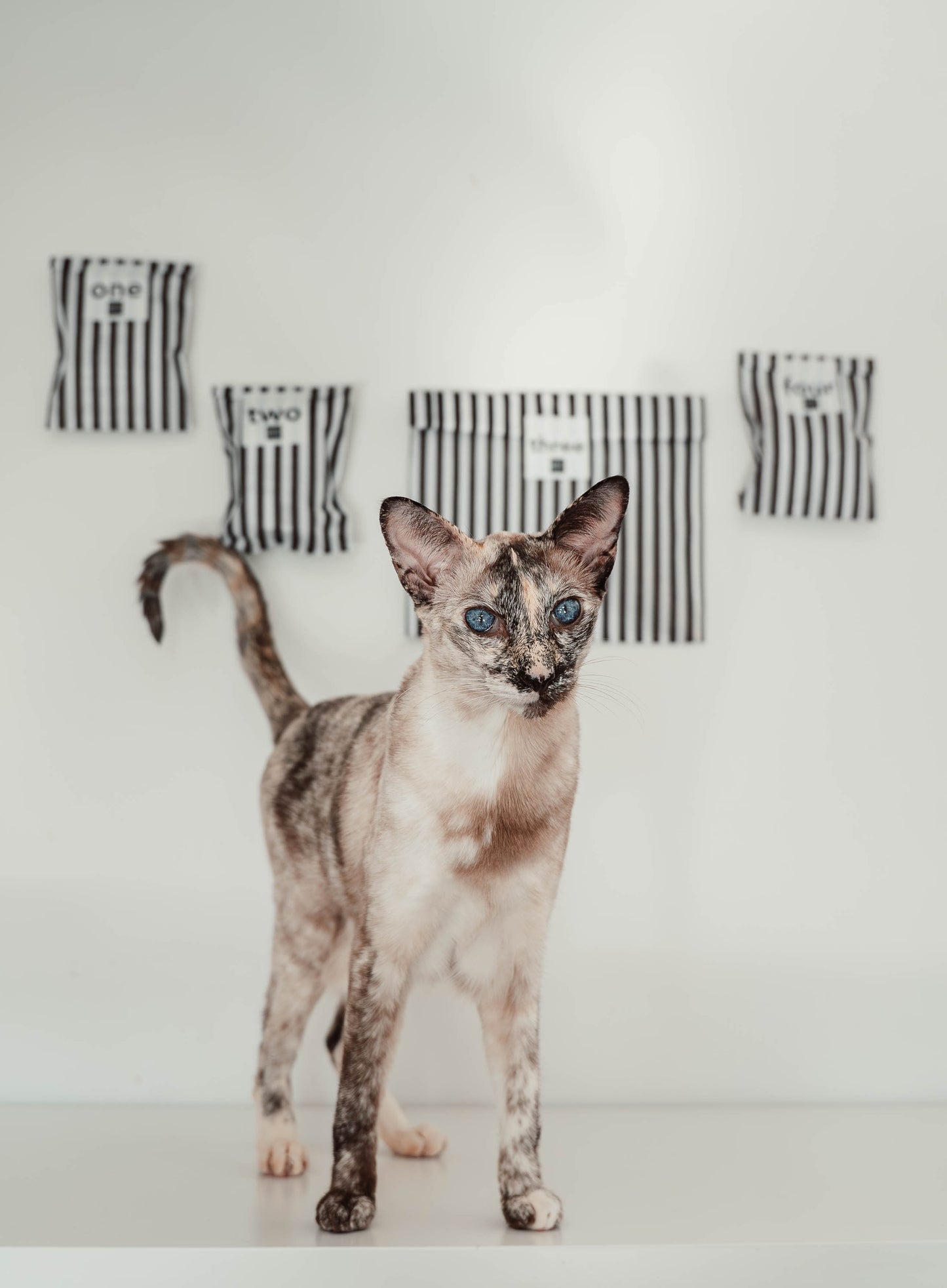Early-bird-Preis: Katzen-Adventskalender 2025