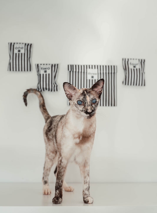 Early-bird-Preis: Katzen-Adventskalender 2025