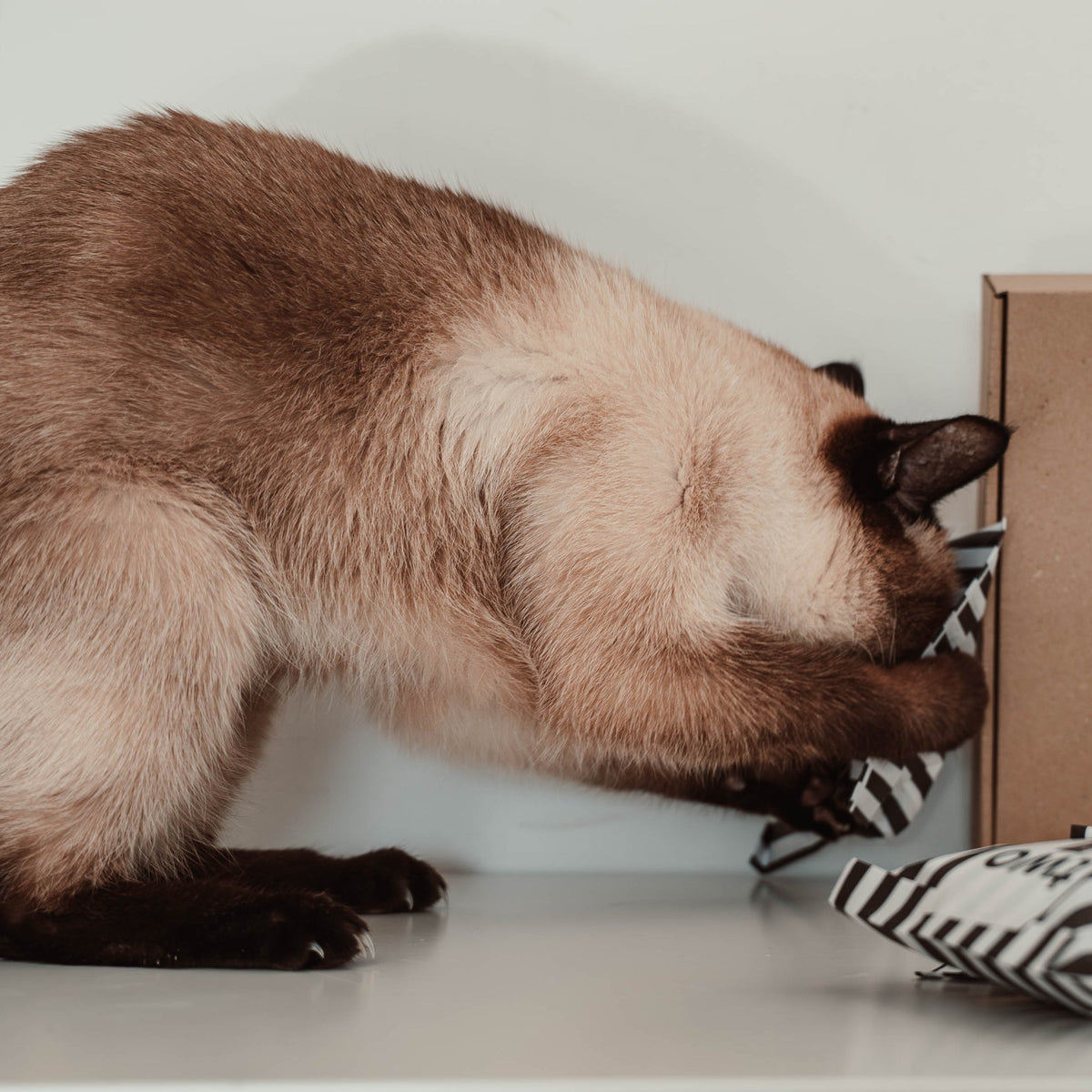 VORBESTELLUNG: Katzen-Adventskalender 2026